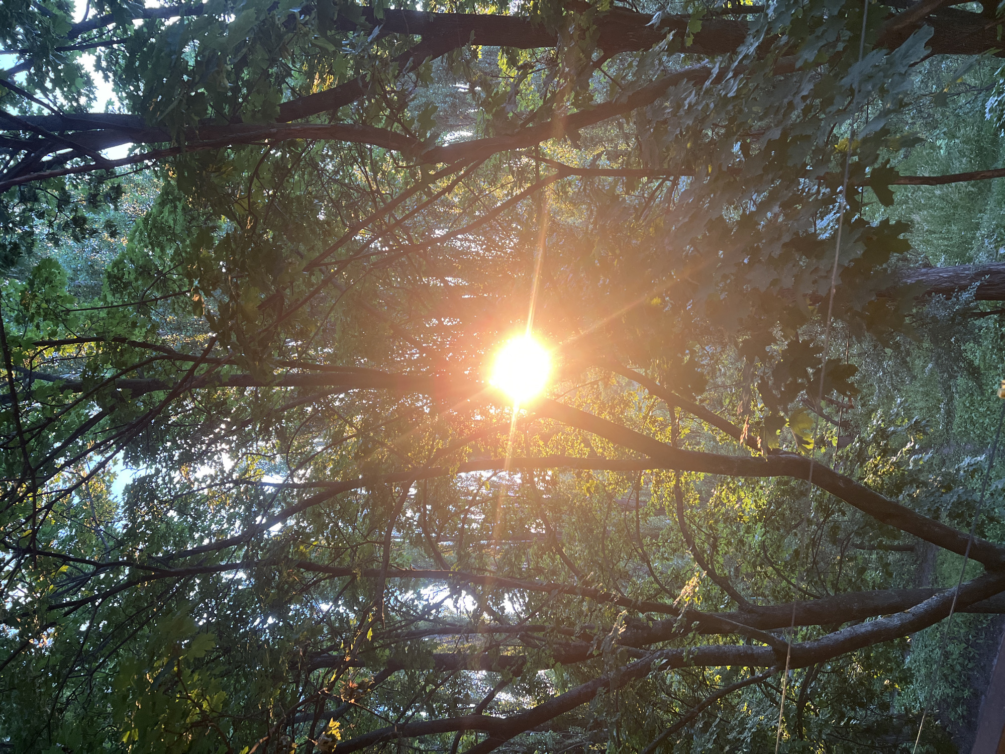 The image shows a low-angle view of tree branches and leaves against a bright sun. The sun is the central focus, emitting strong rays that create lens flare and illuminate the surrounding foliage. The leaves are green, indicating it is likely daytime during a warm season. The branches are dark and appear to be from mature trees, crisscrossing and forming a canopy overhead.
The scene is set outdoors in a natural environment, possibly a forest or a park, with dense greenery visible in the background. The lighting suggests it is either sunrise or sunset, given the low angle and intensity of the sun. The overall mood conveyed is peaceful and natural, with a sense of looking up through the trees towards the sky. There are no people or man-made objects prominently visible, with the exception of a thin string that is visible in the foreground, running diagonally from top left to bottom right, which is likely a string from a kite, a hammock, or some other outdoor equipment. There is no visible text in the image.