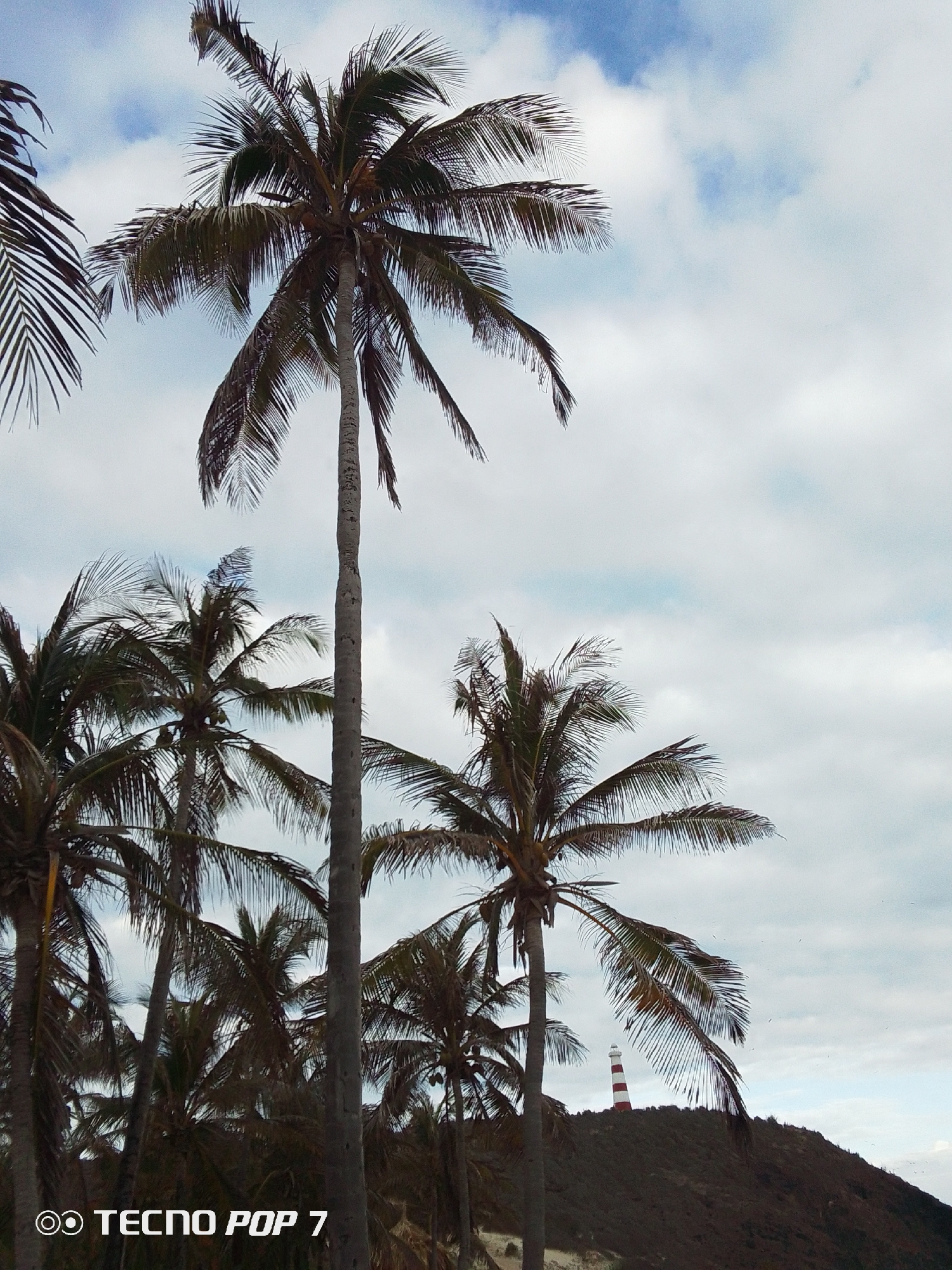 The image features a cluster of palm trees against a cloudy sky. In the background, there is a hill with a lighthouse at the top, identifiable by its red and white stripes. The location is the city of Pedro González, Venezuela. The camera that took the photo is a "TECNO POP 7".