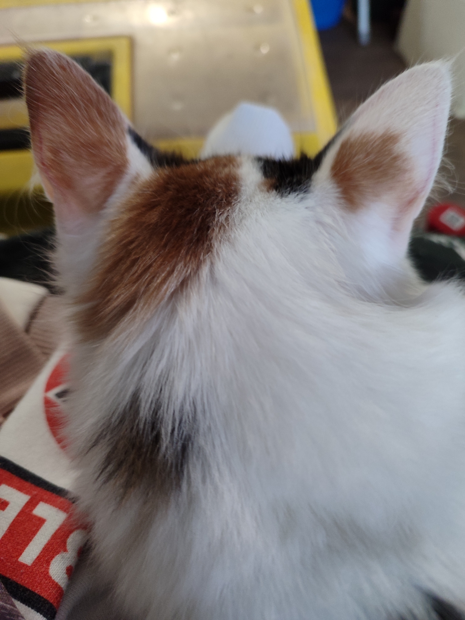 The image shows the back of a calico or tortie cat, viewed from slightly above, highlighting its fur patterns and ears. The cat's body is mostly covered in soft white fur. On its head and upper back, there are distinct patches of reddish-brown/orange and black fur, particularly around the ears and neck. Both ears are clearly visible, with fine, light-colored hair on the inside and prominent tufts extending from the tips.
The cat is facing away from the camera, possibly resting or looking into the distance. The background is out of focus, suggesting an indoor setting. Blurry elements include a yellow object on the left, which might be part of furniture or a container, and a soft, white, rounded shape directly behind the cat's head.
In the lower left portion of the image, there is a piece of fabric with a red and white pattern. Visible white text on this fabric includes the letters "LE" and the numbers "77". The lighting suggests it is daytime. The location context provided for this media file is Izhevsk, Russia.