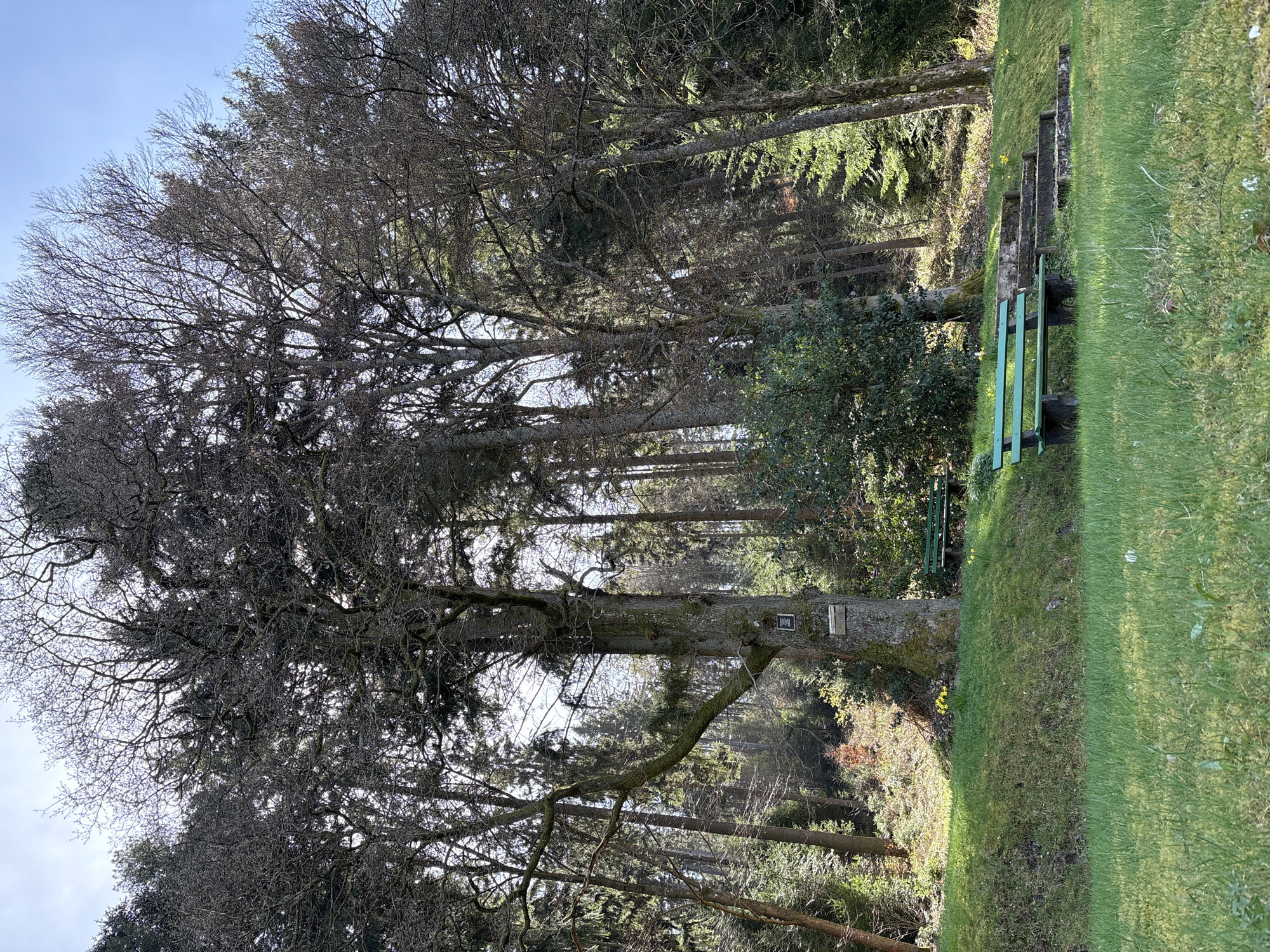 A photograph depicts a natural scene in Forbach, Germany. A large deciduous tree dominates the left side of the frame. Its branches are mostly bare, indicating winter or early spring. Behind it are tall, straight evergreen trees, forming a forest backdrop. To the right, a grassy slope leads up to a set of green-painted wooden benches and steps. The grass is green, suggesting a well-maintained area. A forest floor is visible near the base of the large tree. Light filters through the trees, illuminating patches of ground.