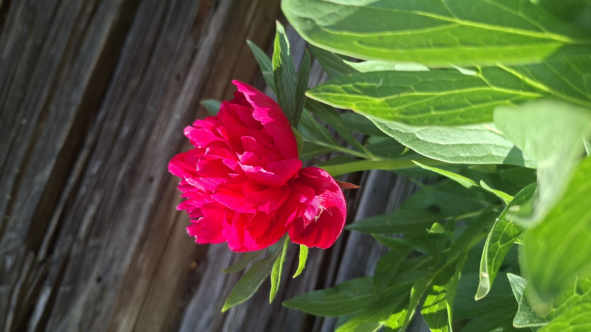 A close-up, slightly high-angle shot shows a vibrant red peony in full bloom against a rustic wooden background, likely a wall. The peony's petals are densely layered, creating a full and textured appearance. Bright green leaves surround the flower, partially obscuring the wooden wall. The scene is well-lit, suggesting an outdoor setting with natural sunlight. The setting appears to be a garden or naturalized landscape in or near Сваткаўскі сельскі Савет, Belarus.