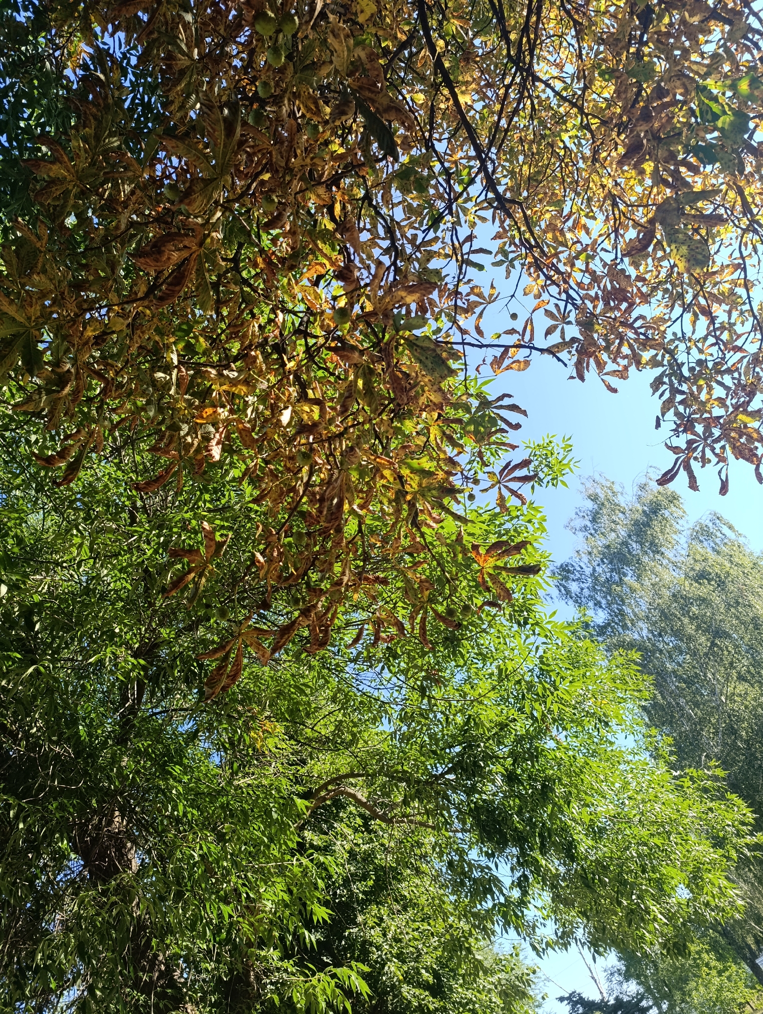 This is a low-angle, full shot of a cluster of trees with a clear blue sky visible through the branches. In the foreground and midground, a tree with green leaves dominates the left side of the frame. Above this tree, a chestnut tree is partially visible with leaves that are browning and yellowing, suggesting a transition into autumn. Some immature horse chestnuts are also visible among these leaves. To the right of the chestnut tree, another taller, narrower tree with lighter green foliage is visible against the sky. The scene appears to be outdoors in an area with mature trees. The location of Bila Tserkva, Ukraine is noted.