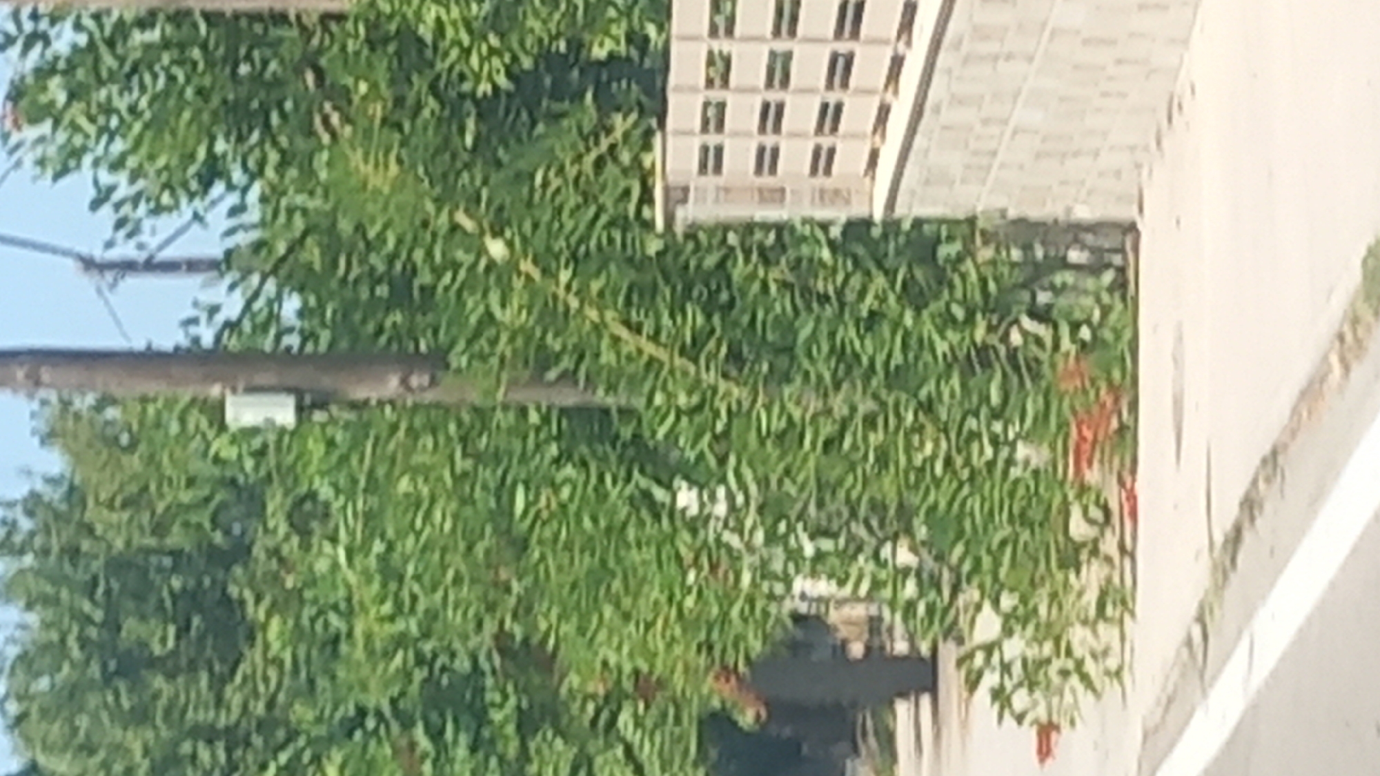 The image shows a section of a sidewalk adjacent to a street, with lush green foliage and a decorative fence in the background. A utility pole stands prominently near the center of the frame, with a small white box attached to it. The sidewalk is a light gray color, with a white line painted along the edge of the street. In the foreground, there are some red flowers visible amongst the greenery. The overall setting suggests a public outdoor space, likely a street in a residential or commercial area. The presence of the utility pole and the general environment are consistent with urban or suburban settings. While the exact location is not visually discernible from the image alone, the prompt suggests the city of Kos, Greece. The scene is static, with no active human presence or discernible actions occurring.