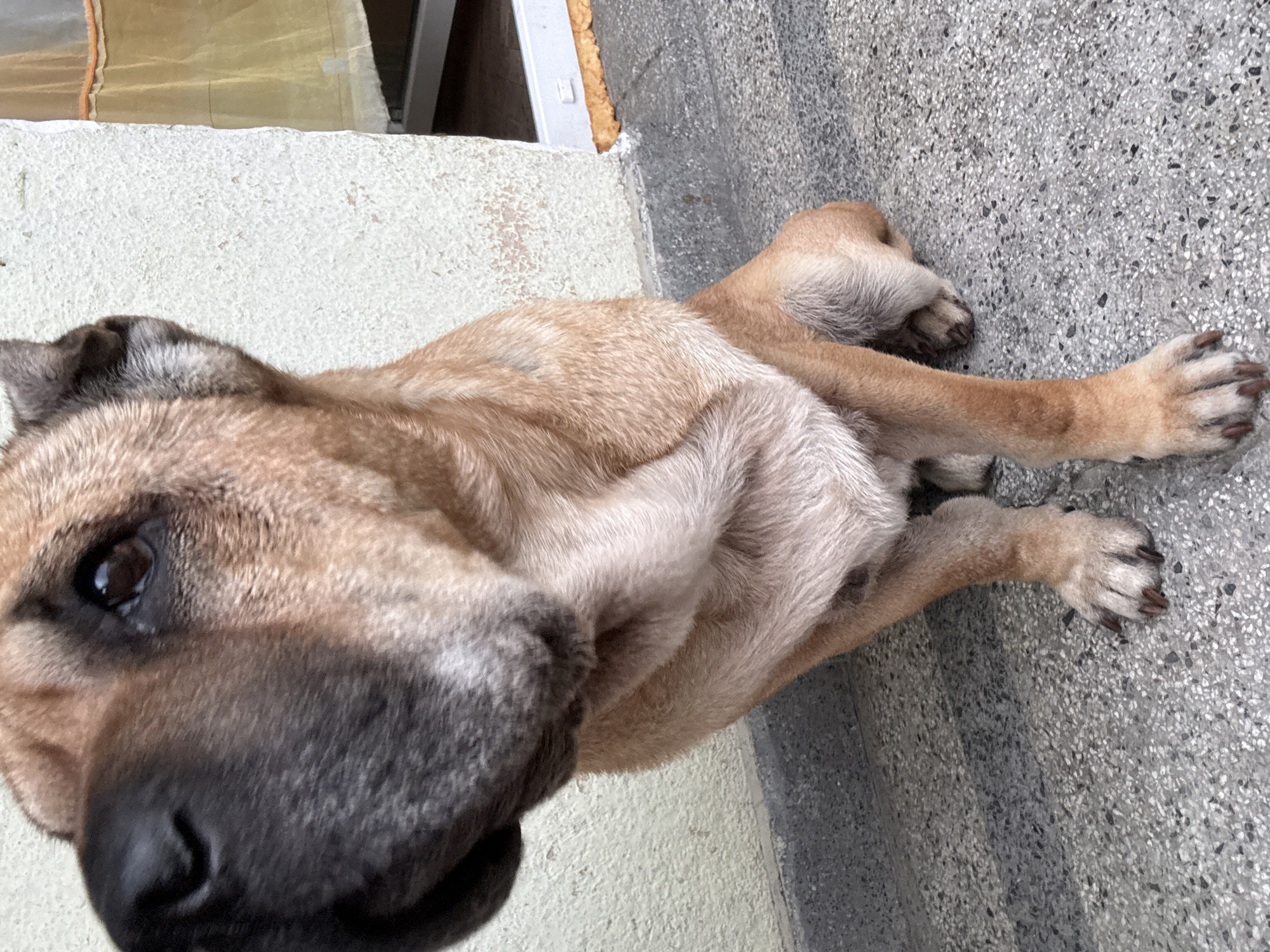 A close-up, eye-level, medium shot captures a tan-colored dog with loose skin sitting on a textured gray pavement in Varna, Bulgaria. The dog's head is turned slightly to the left, with its dark brown eye and black nose in sharp focus. Its fur appears coarse, and there are visible wrinkles around its muzzle and neck. The background consists of a rough, off-white wall and a portion of a window with yellow curtains. The lighting is natural and somewhat diffused. The overall impression is a candid portrait of a dog in an outdoor urban setting.