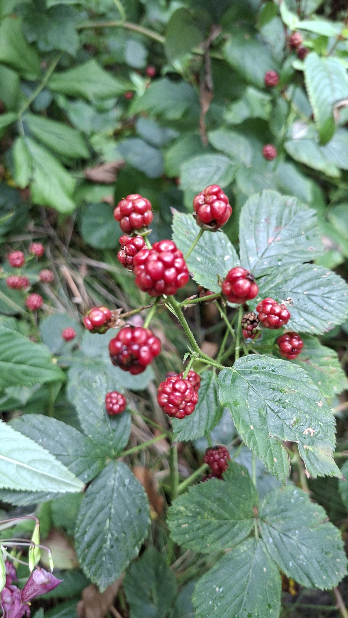 A close-up shot captures a cluster of ripe blackberries hanging from a bush with green leaves. The berries are a deep red hue, with individual drupelets clearly visible, suggesting a slightly soft texture. Some of the berries are tightly formed, while others appear to be more fully ripened and slightly spread. The leaves of the bush are a vibrant green, with some showing signs of age or wear, such as small brown spots or tears. The background is softly blurred, indicating a shallow depth of field, with more greenery and hints of dry foliage visible. The lighting appears natural, casting a soft glow on the berries and leaves, with some dew or water droplets visible on the leaves, suggesting it might have recently rained. The overall impression is one of natural abundance and freshness. This scene is located in the natural area of Winkelhaid, Germany.