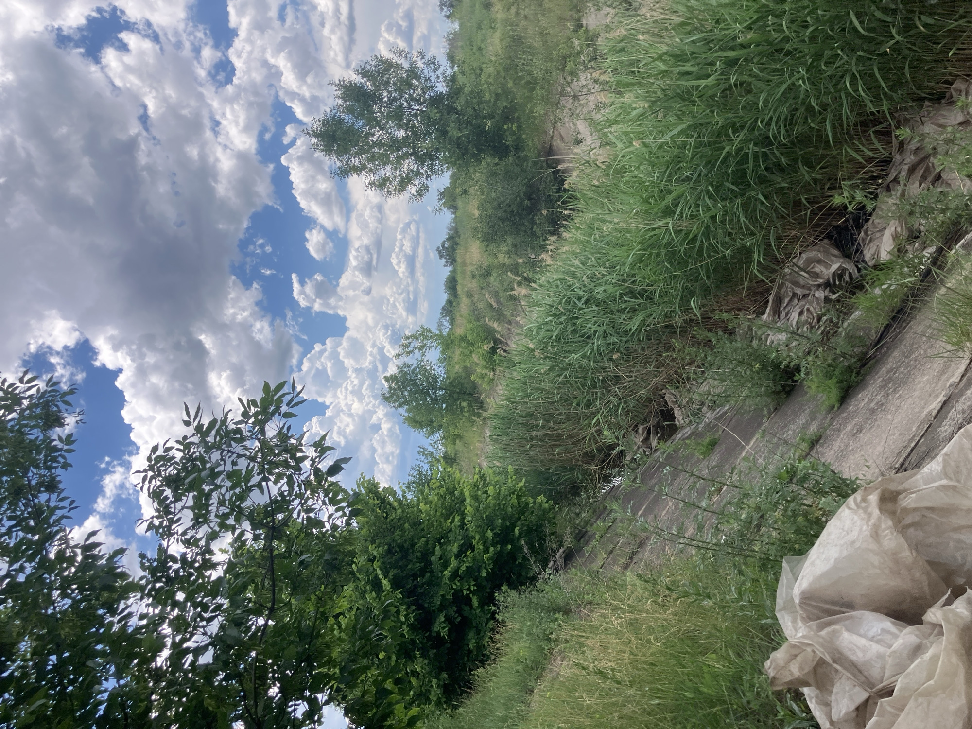 This image depicts an outdoor scene in the city of Berdiansk, Ukraine, under a partly cloudy sky. The foreground features a steep, inclined embankment covered in dry, weathered material that appears to be concrete or asphalt. To the left, a large pile of crumpled, off-white plastic sheeting is visible.
The embankment slopes down towards a narrow, shallow water channel or ditch. Tall, green reeds and other wild grasses densely line the sides of this channel, obscuring the water's surface in many areas. More reeds and grasses continue to grow up the sides of the embankment and further into the background.
Further into the midground and background, the landscape is characterized by low-lying vegetation, including scattered bushes and several trees. The trees vary in size, with some appearing as small to medium-sized deciduous trees. The overall impression is of an overgrown, somewhat neglected natural or semi-natural area, possibly a drainage ditch or a former construction site. The presence of the plastic sheeting suggests human activity and potential littering. The lighting indicates it is daytime, with sunlight illuminating the scene and casting shadows, particularly on the embankment.