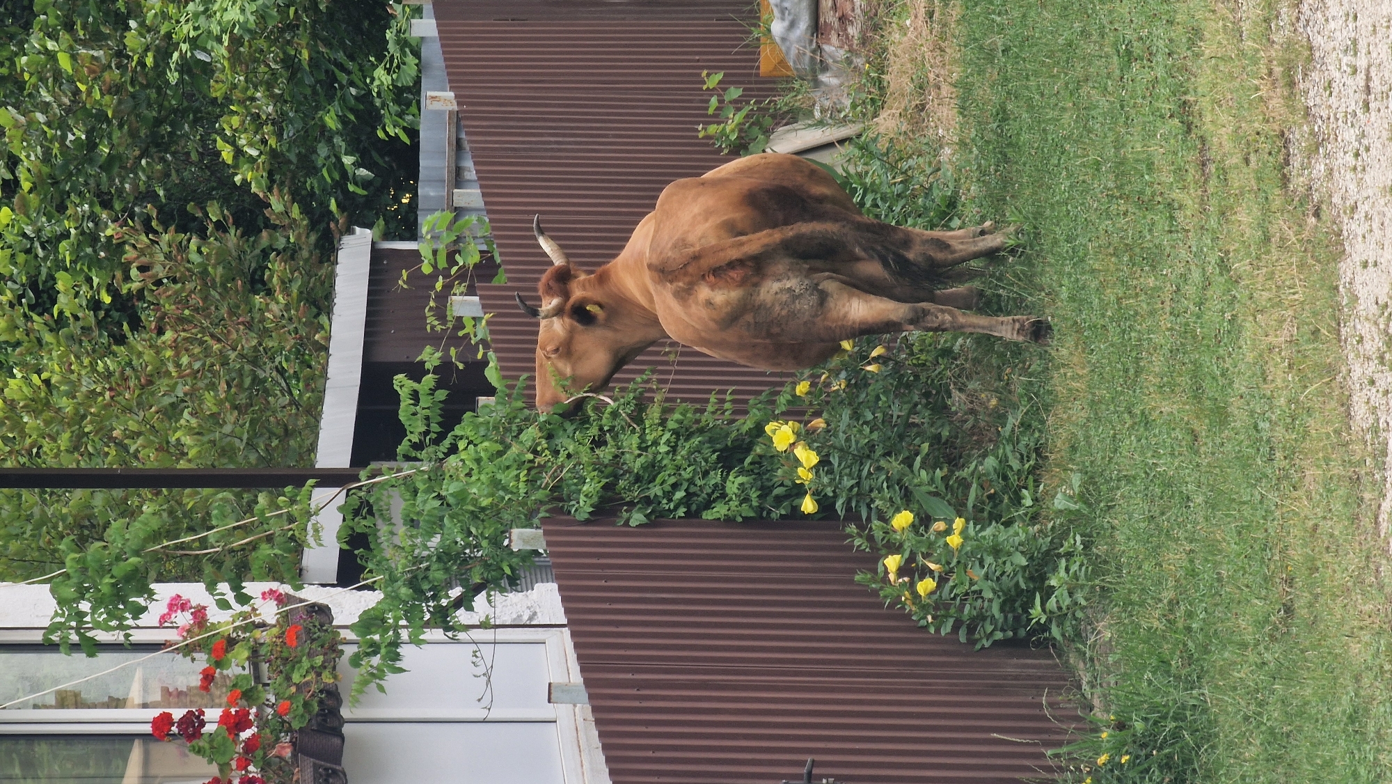 A brown cow is eating from a leafy vine growing against a corrugated brown metal fence. The cow is facing away from the viewer, with its head turned to the left to reach the vegetation. Yellow flowers are visible at the base of the vine, along with green grass. To the left of the fence is a white building with a window box containing red and pink flowers. In the background, trees and a section of another building are visible. The scene appears to be in a rural or semi-rural setting. The location is Verkhovskoye, Russia.