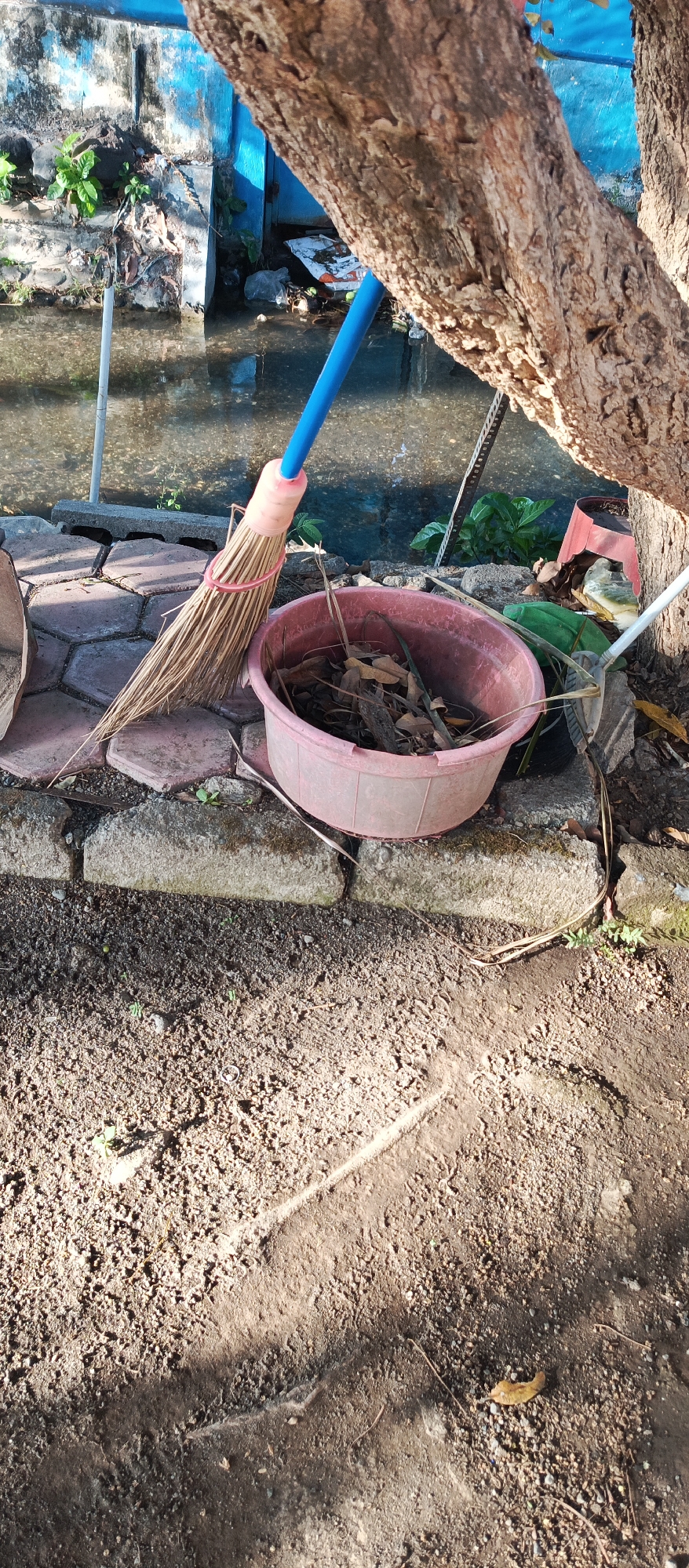 A broom with a blue handle and a pink plastic band around its bristles rests against a pink plastic basin filled with dry leaves and twigs. The basin is placed on a border of concrete blocks. Behind the basin, a body of water reflects the bright blue paint of a wall and a tree trunk. The ground in the foreground is composed of dry soil with small pebbles and some green vegetation. The scene appears to be an outdoor area in the city of Arjasa, Indonesia, possibly a garden or a yard near a water source.