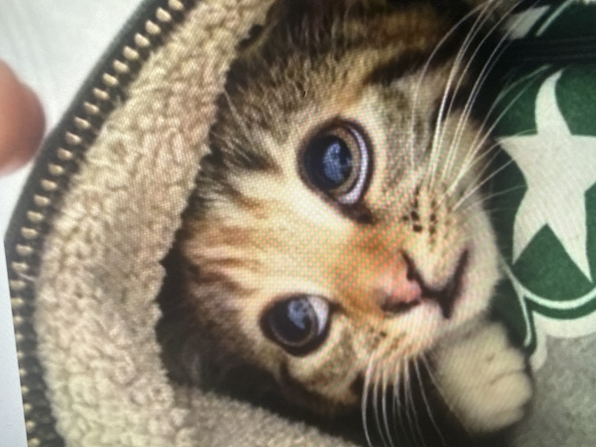 A close-up, slightly blurry photograph shows a tabby kitten peeking out from under a fluffy, beige hood with a dark, zigzagging trim. The kitten's large, dark blue eyes are wide and looking upwards. Its nose is pink, and its white whiskers are prominent. The kitten is nestled in a green fabric with a white star pattern. The scene is indoors, with no discernible urban features of Dykivka, Ukraine. The lighting is soft and diffused.