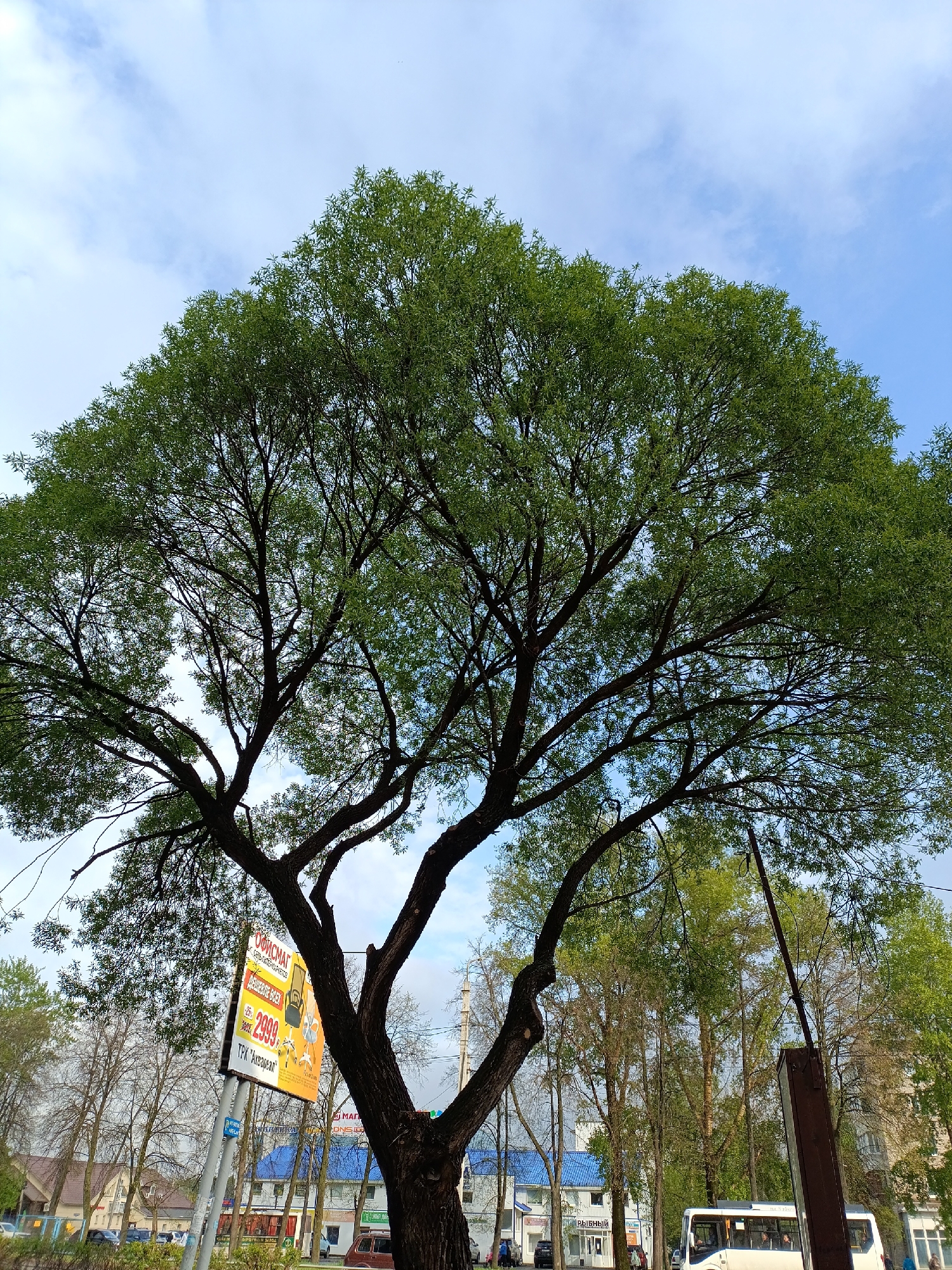 The image captures a large, mature tree with a broad canopy covering a street scene in what is likely the city of Chaikovsky, Russia. The tree has a thick trunk that splits into multiple branches, reaching towards a partly cloudy blue sky. An advertising sign featuring the word "ОФИСМАГ" and the price "2999" is visible to the left of the tree trunk. In the background, several buildings with blue roofs and various trees are seen. A white van or bus is parked on the street, and other vehicles can be vaguely seen along the road. The overall environment appears to be an urban area with a mix of commercial and residential buildings.