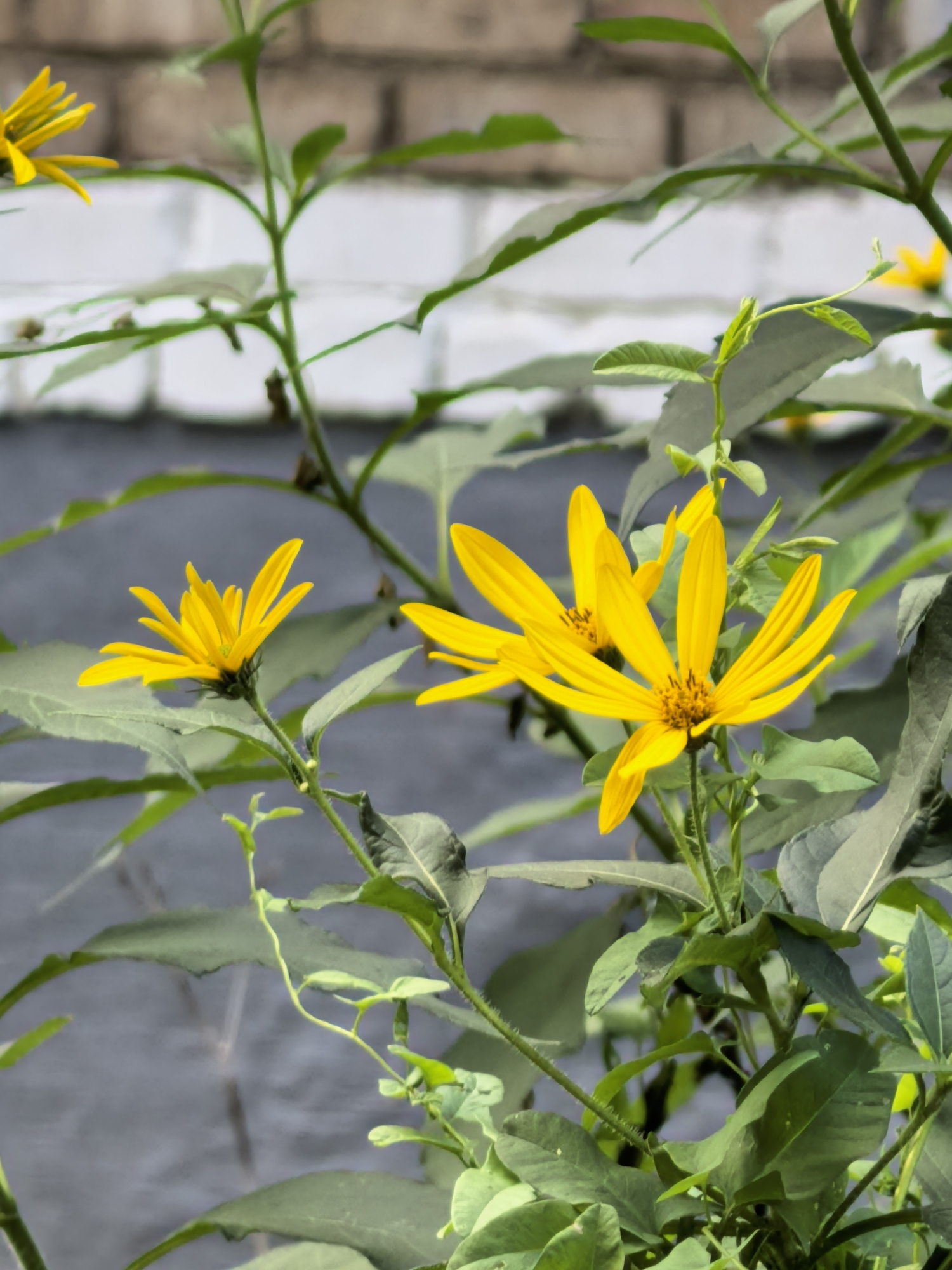 The image displays a cluster of yellow wildflowers with green foliage. In the background, a blurred brick wall is visible. The scene is an outdoor setting, likely a garden or natural area. There are no people or specific landmarks that would indicate a precise location within the city of Sterlitamak, Russia. The flowers are the primary subjects, with their petals facing upwards and outwards. The lighting suggests it is daytime.