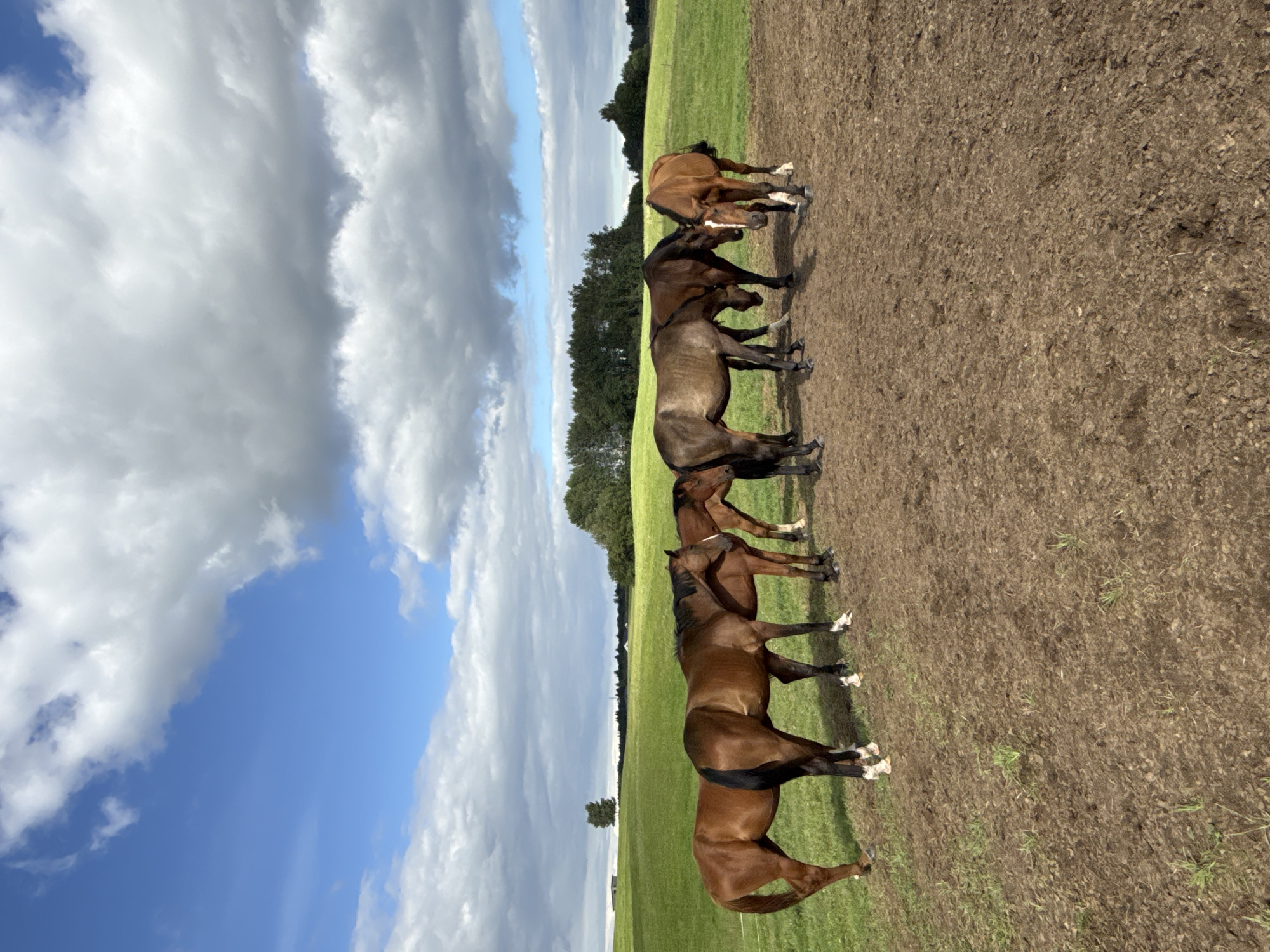 The image depicts a group of six horses standing in a muddy, dirt field. The horses are of various brown and tan hues, and some have white markings on their legs and faces. They are standing in a line, facing generally to the right of the frame, with some appearing to be interacting with each other. The field is a light brown, muddy color with sparse green grass growing through it.
In the background, a vibrant green grassy field stretches out under a partly cloudy blue sky. A line of dark green trees forms a boundary in the middle distance, with a few scattered structures and a solitary tree visible on the horizon. The sky is filled with large, white, fluffy clouds interspersed with patches of bright blue.
The scene is likely set in a rural area, given the open fields and presence of horses. While specific location details within the city of Galinė, Lithuania are not explicitly provided by visual cues in the image itself, the description can be generalized to a pastoral setting.