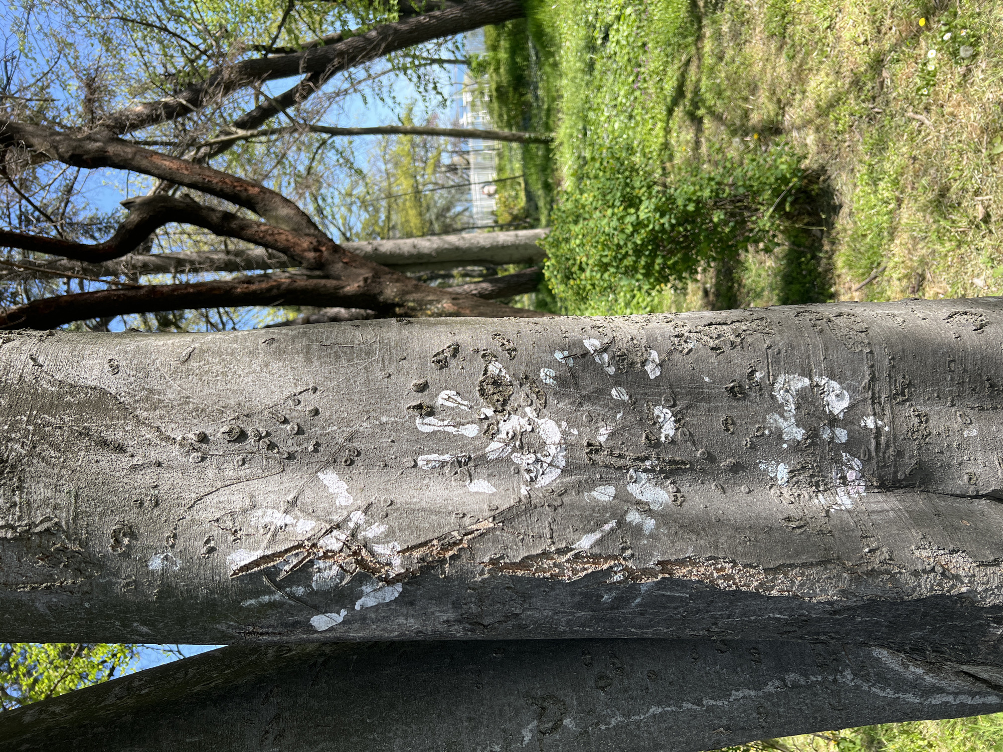 The media file presents an outdoor scene, rotated 90 degrees clockwise, giving the impression of a horizontal landscape dominated by trees.
In the foreground, a large, thick tree trunk runs horizontally across the middle of the frame. Its bark is primarily gray with varying shades of darker and lighter patches, featuring a rough, textured surface with visible bumps and grooves. Numerous white splatters, resembling paint or possibly lichen, are scattered across its surface. Deeper vertical gouges or scratches are evident on the trunk, revealing a lighter, reddish-brown layer beneath the outer bark. A second, darker and slightly smaller tree trunk or thick branch lies parallel beneath the main foreground trunk.
In the midground and background, several other trees with dark brown branches are visible. Many branches are still bare, but clusters of light green leaves suggest early spring foliage. Due to the image's rotation, these trees appear to be lying on their sides. Beyond them, a vibrant green landscape unfolds, comprising lush grass and dense bushes. Small yellow flowers, possibly dandelions, and white flowers are dotted across the grassy areas.
A bright, clear blue sky is visible through the gaps in the tree branches. In the far distance, partially obscured by the foliage, a light-colored building with some visible structural details can be faintly discerned.
The scene depicts a natural setting, likely a park or a wooded area, under clear and sunny daytime conditions. There is no visible human activity or discernible text in the image.