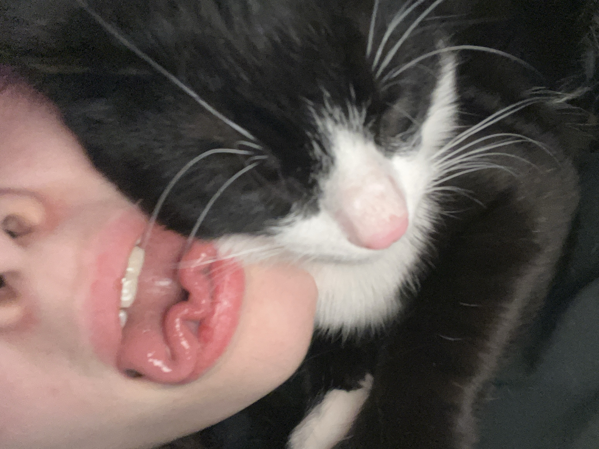 A person's face is in close proximity to a black and white cat. The person's mouth is open, revealing teeth and tongue. The cat's face is near the person's face. The cat is black and white, with white whiskers. The background is dark. There is no information to suggest that this photo was taken in the city of Saint Petersburg, Russia.