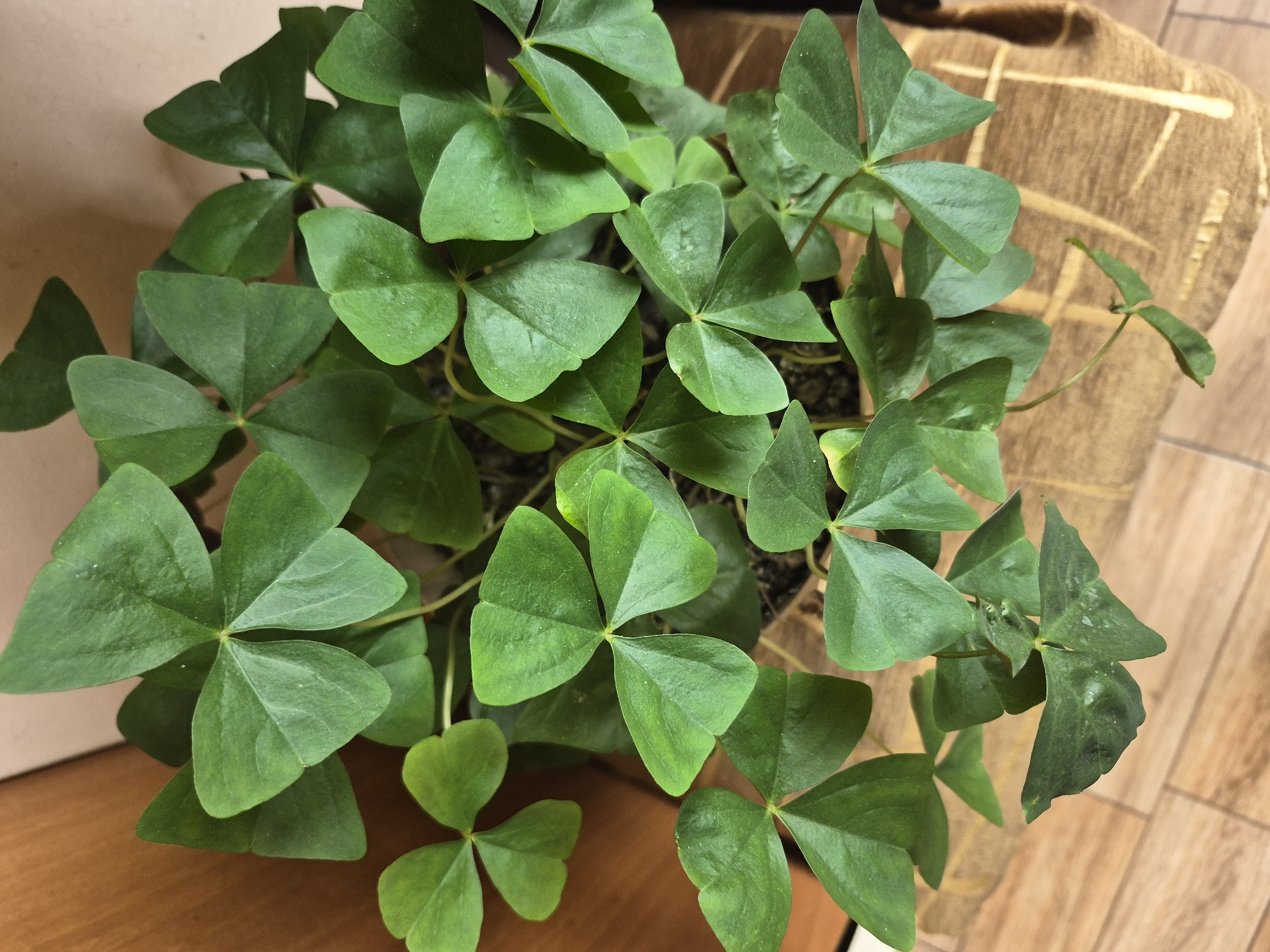 This is a top-down, medium shot of a vibrant green shamrock plant in a woven pot. The plant is lush, with numerous heart-shaped leaves clustered together. The leaves are a deep green, and some show faint white speckling. The pot is made of a natural fiber material with a criss-cross pattern in a lighter tan color. The background consists of a light beige wall on the right and a wooden surface, possibly a floor or furniture, on the left, with diagonal plank lines visible. The lighting appears natural and is casting soft shadows. No people or specific city landmarks are visible in the image, making it impossible to determine the location as Yerevan, Armenia. The scene depicts a well-lit indoor environment focusing on the plant.