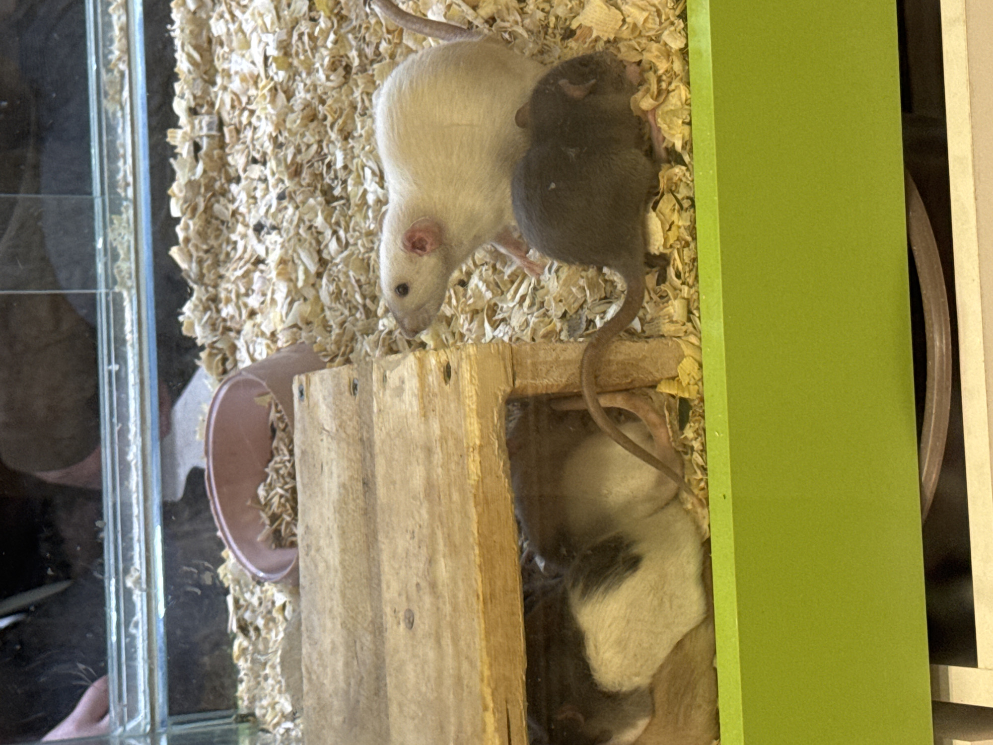 The image shows a pet enclosure, likely a cage or terrarium, containing several rats. Two rats are visible near the top, one white and one dark gray, standing on wood shavings and near a wooden structure. Part of a pink bowl is also visible on the left. The enclosure appears to be indoors, with a bright green structure partially visible on the right side of the image. People can be seen reflected in the glass. The location is unspecified.