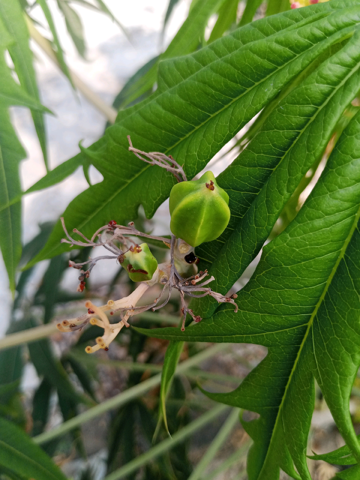 A close-up, high-angle shot captures a vibrant green plant with intricate leaf veins and small, star-shaped green fruits or seed pods clustered on a delicate, dried stem. The background is blurred, hinting at an outdoor environment with a pale, possibly concrete surface and more green foliage. The lighting suggests it is daytime, with soft shadows and highlights emphasizing the textures of the leaves and fruits. The scene appears to be from a garden or park setting in Surakarta, Indonesia, given the tropical flora.