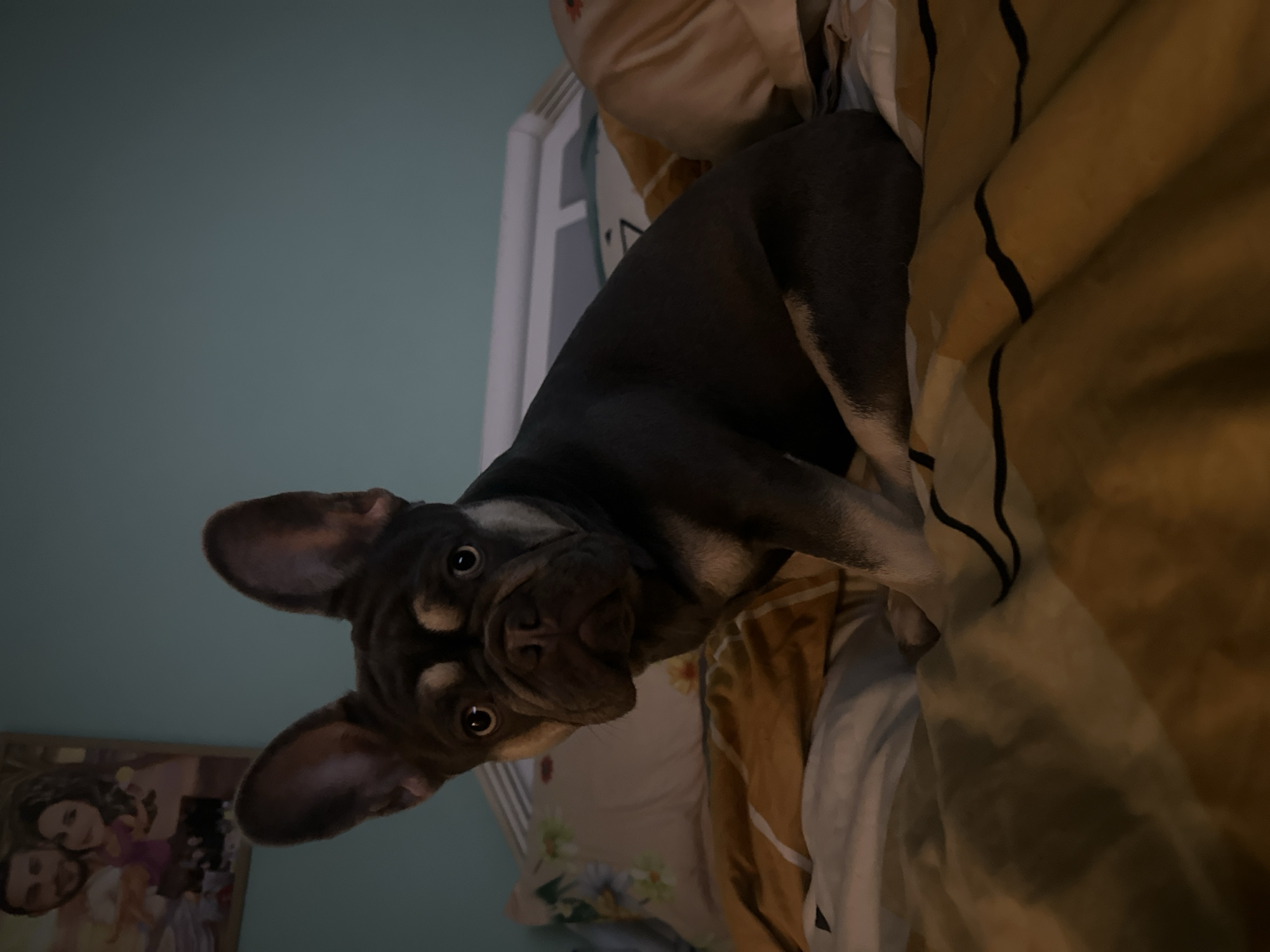 The image depicts an indoor scene in the city of Unknown, Unknown. A French Bulldog, exhibiting a dark brown or blue-grey coat with distinct tan markings on its eyebrows, muzzle, and chest, is seated upright on a bed, directly facing the viewer. The dog has prominent, erect ears and large, reflective eyes. The bed is covered with a duvet featuring a yellow/gold color with dark horizontal stripes. Behind the dog, a light-colored pillow with a floral pattern is visible on the left, and another light-colored pillow is partially visible on the right. A white headboard is present behind the pillows. The wall in the background is painted a muted blue-green. A framed, stylized portrait depicting a smiling man with dark hair and beard alongside a smiling woman with dark, curly hair hangs on the wall to the upper left of the dog. The lighting is dim, suggesting an indoor setting with subdued illumination.