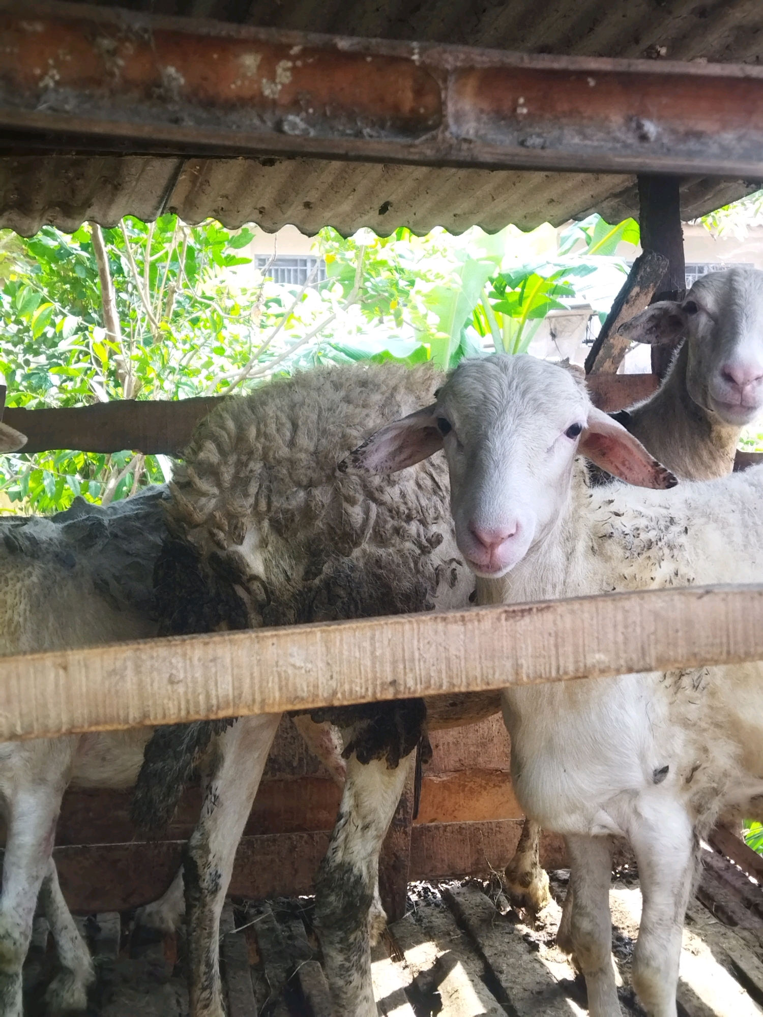 Two sheep are visible within a wooden enclosure under a corrugated metal roof, suggesting a farm or livestock holding. The sheep on the left is partially obscured by the enclosure's wooden railing, showing its woolly back. The sheep on the right, a lighter color and with pink nostrils and ears, is facing forward and looking towards the camera. Its fur appears somewhat dirty and matted. The background reveals lush green foliage and a building with barred windows, indicating an outdoor setting. The ground within the enclosure is rough and appears to be made of wood and earth. The image quality is somewhat grainy, suggesting it was taken with a mobile device. The scene is likely located in the rural area of Kesugihan, Indonesia, given the architectural style of the building and the surrounding vegetation, which are consistent with the region.