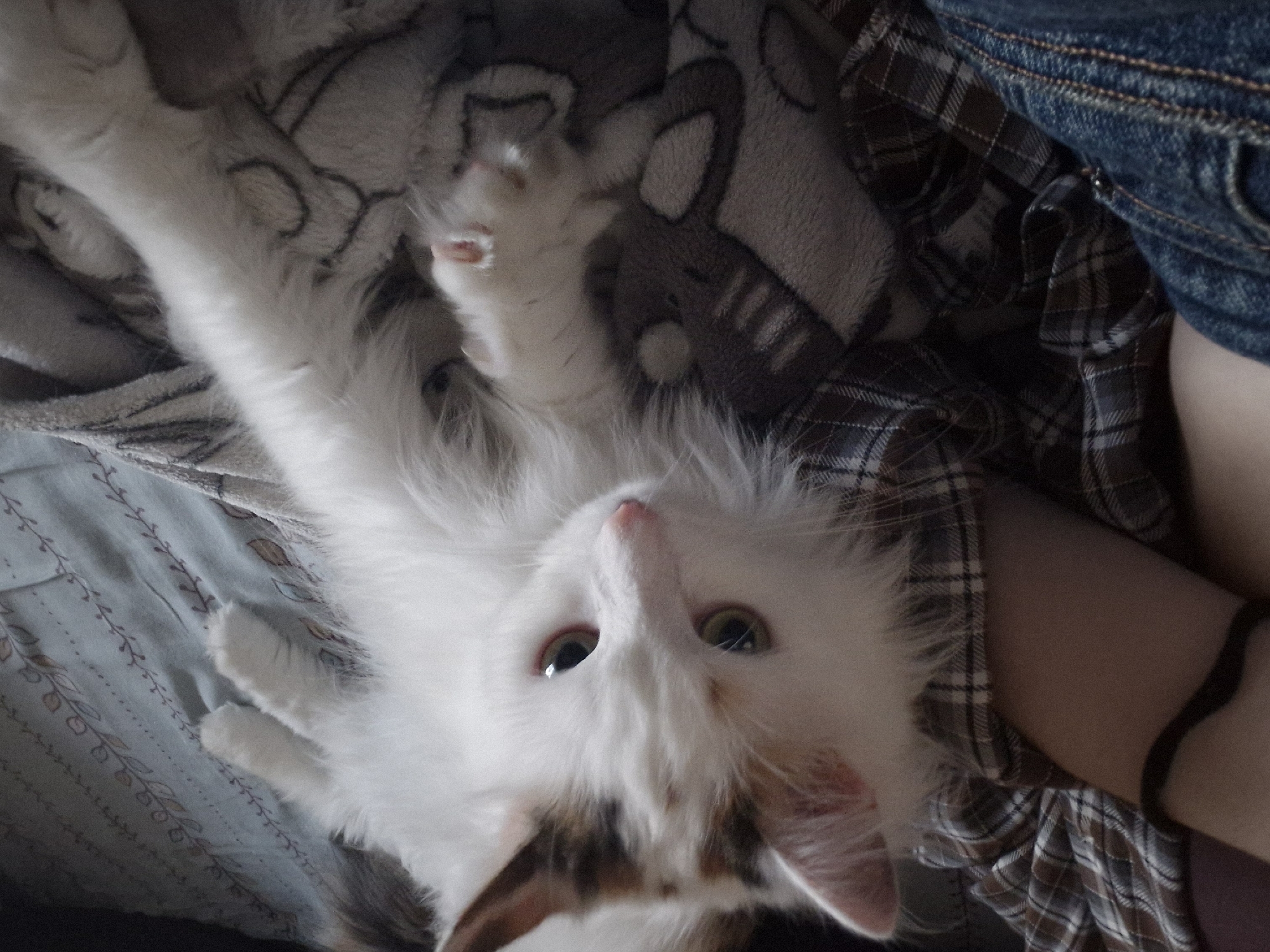 A white and tan long-haired kitten is lying on its back, facing the camera. The kitten is on a bed with patterned sheets and a gray blanket with cartoon animal designs. A person wearing blue jeans and a plaid shirt is holding the kitten. The person's arm and a black wristband are visible. The location is inside a home. There is no indication of the city of Yekaterinburg, Russia.