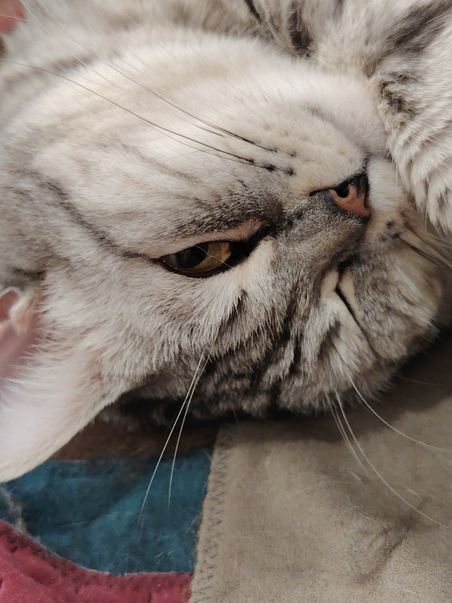 A close-up photograph shows the face of a gray and white tabby cat lying on a multi-colored blanket. The cat is positioned with its head tilted towards the left. The blanket has squares of pink, teal, brown and beige. The cat has one visible yellow eye, a pink nose, and long white whiskers. The fur on the cat's face appears soft and fluffy. The location is Unknown, Unknown.