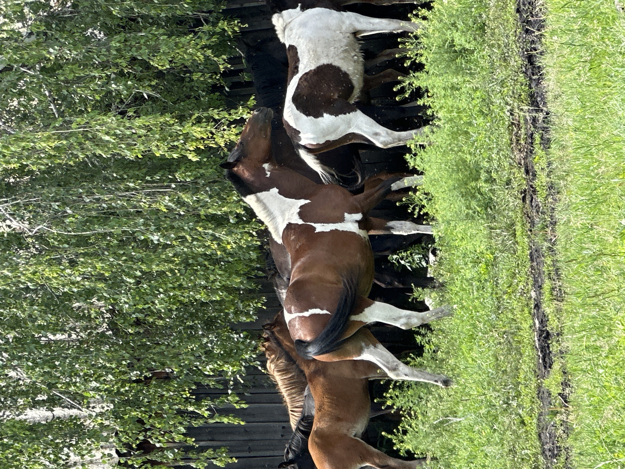 A group of horses are standing in a grassy area in front of a wooden fence. The fence is partially obscured by the lush green foliage of a tree with drooping branches. The horses are of various colors, including brown, white, and black. Some of the horses have white patches on their bodies. The ground is covered in green grass, with some areas of mud. The overall impression is a rustic, rural scene. The image is taken in daylight, and the sun is casting shadows.