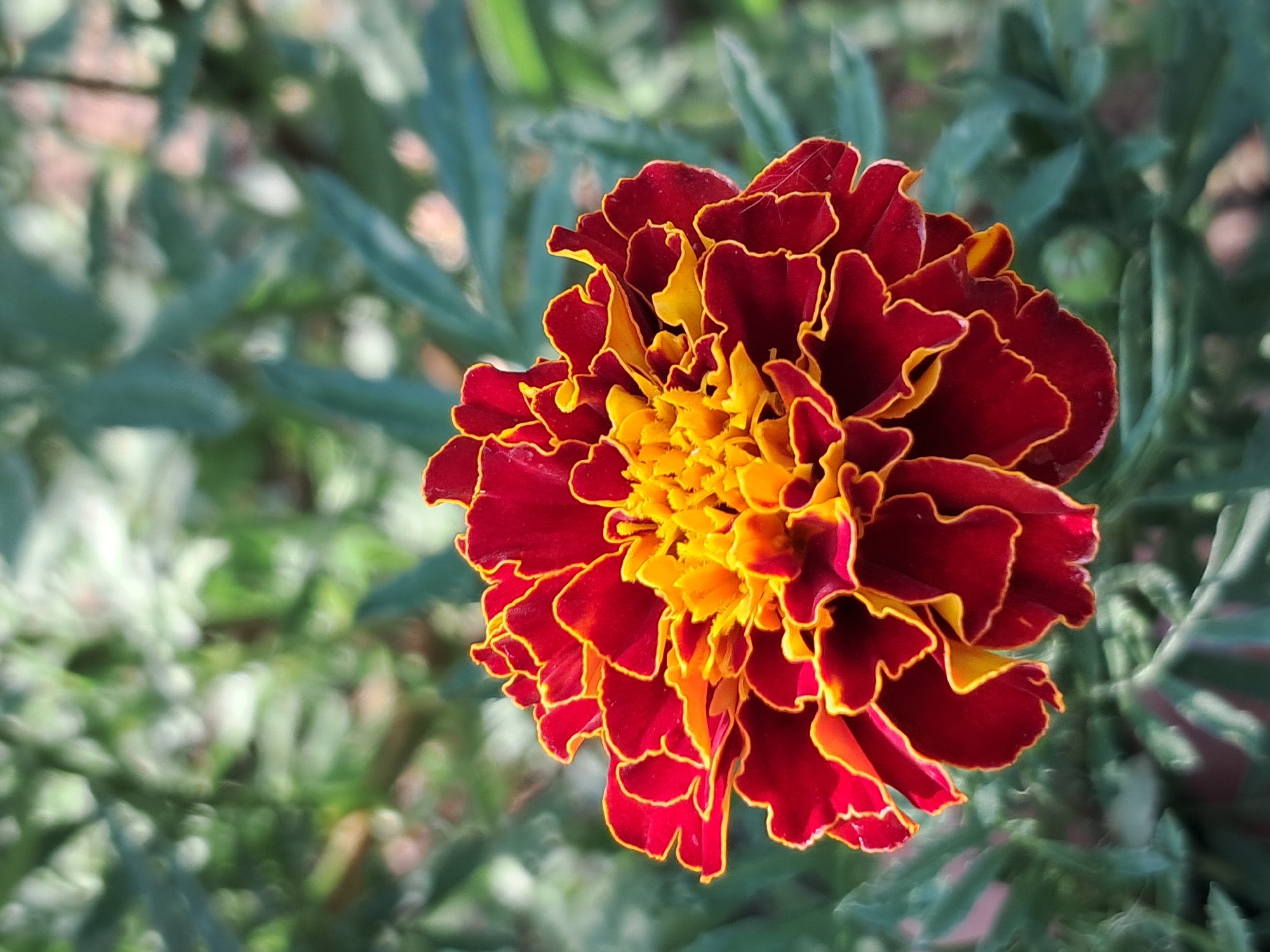 A close-up, vertical shot captures a marigold flower in bloom. The flower is predominantly deep red with vibrant yellow in its center and along the ruffled edges of its petals. The petals are densely packed and layered, creating a textured, full bloom. The background consists of soft-focus green foliage, indicating an outdoor setting. The image does not depict any people or specific structures. Its precise location within Ivanivka, Ukraine, is not identifiable from the visual information provided.