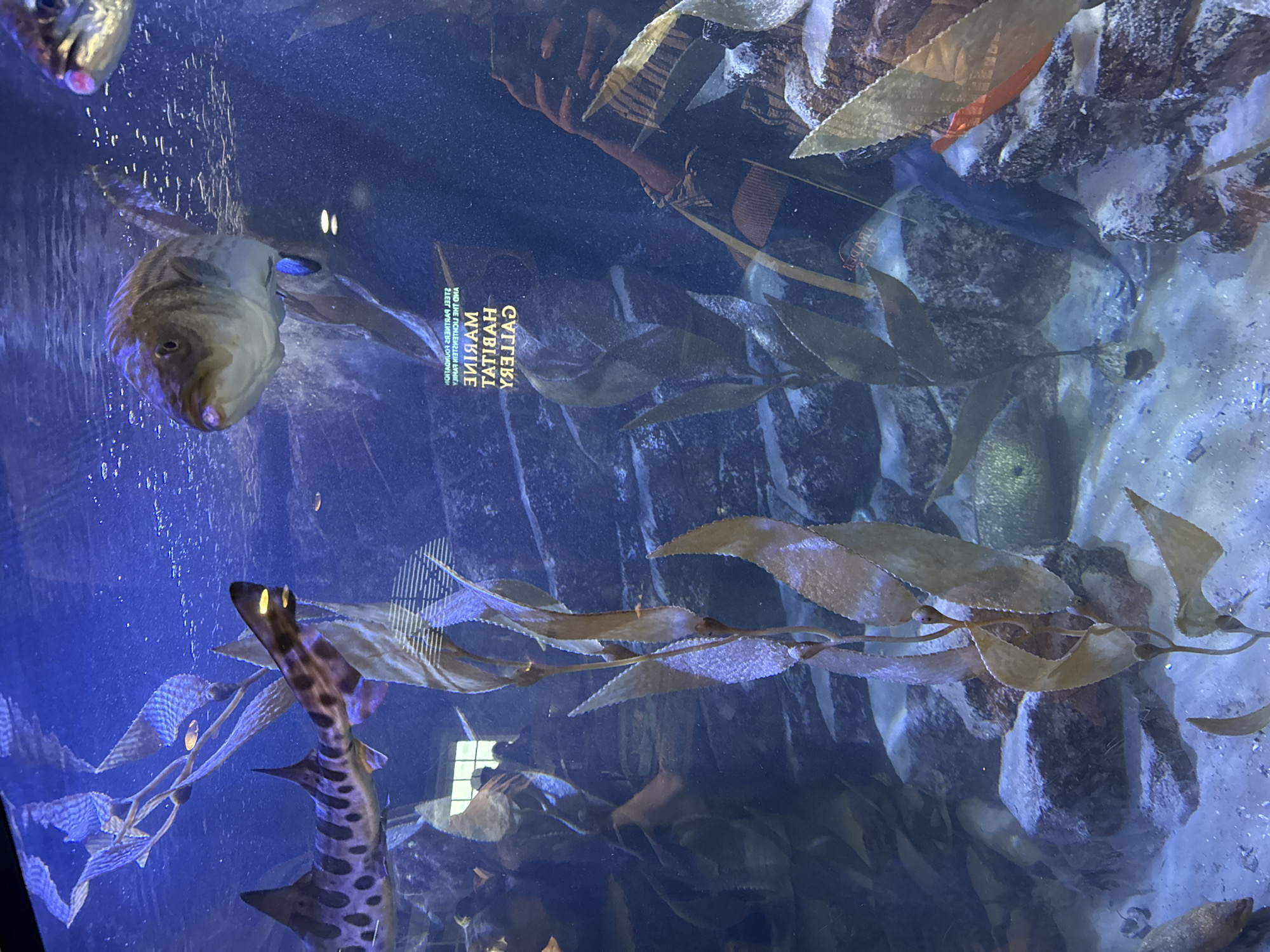 An aquarium exhibit at the Roundhouse Aquarium in Manhattan Beach, California, showcases marine life. In the foreground, a leopard shark with distinctive spots swims left to right. Behind it, a large fish with large eyes and pink lips is visible, appearing to be a sea bass. The aquarium features a sandy bottom, rocky structures, and swaying kelp. The water is illuminated with blue light, creating a serene underwater ambiance. Reflections on the glass indicate the presence of an observer, likely taking the photograph, and a sign with text visible in reverse, reading "STEEL PARTNERS FOUNDATION" and "MARINE HABITAT GALLERY."