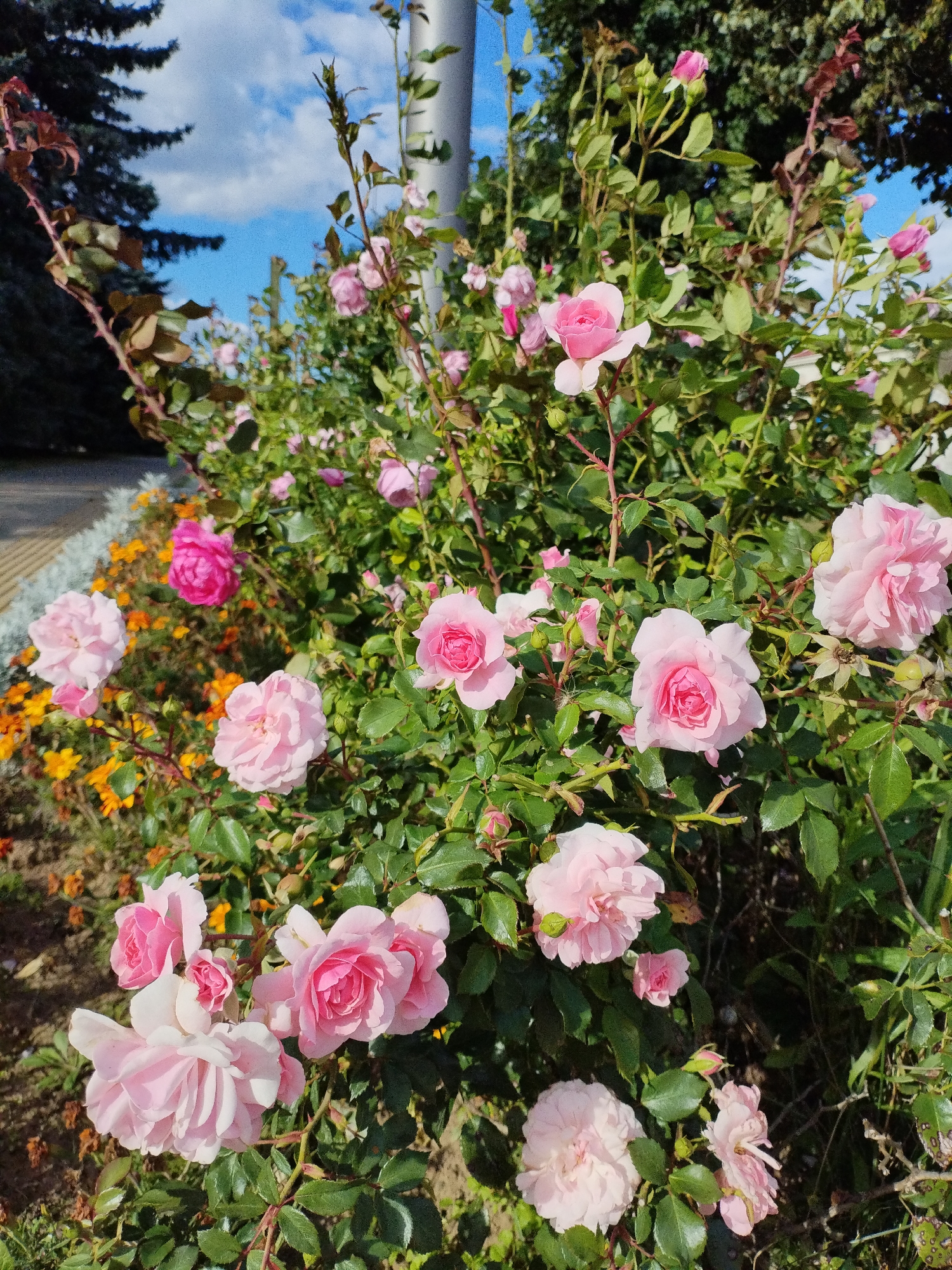 The image shows a close-up of a rose bush with numerous pink roses in various stages of bloom. The roses are clustered together on thorny branches with green leaves. In the background, a blurred view of green trees and a bright blue sky with white clouds can be seen. A silver pole is visible on the right side of the frame, possibly a lamppost. The foreground reveals a patch of orange flowers and a hint of a paved walkway or path on the left. The overall scene is a vibrant garden setting bathed in natural light, suggesting it was taken outdoors during the daytime. There are no people or animals visible in the image.