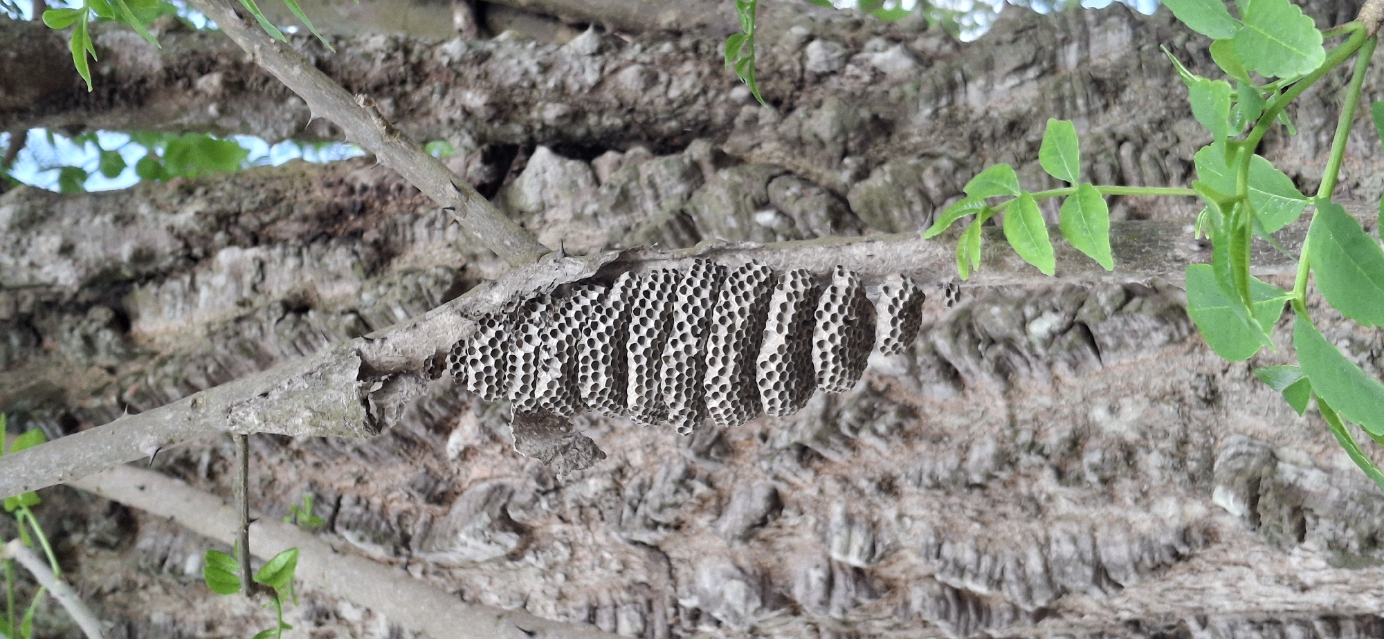 A large honeycomb structure is attached to a branch of a tree, with green foliage visible on the right and in the background. The tree trunk is heavily textured. The location is Vallecito, Venezuela.