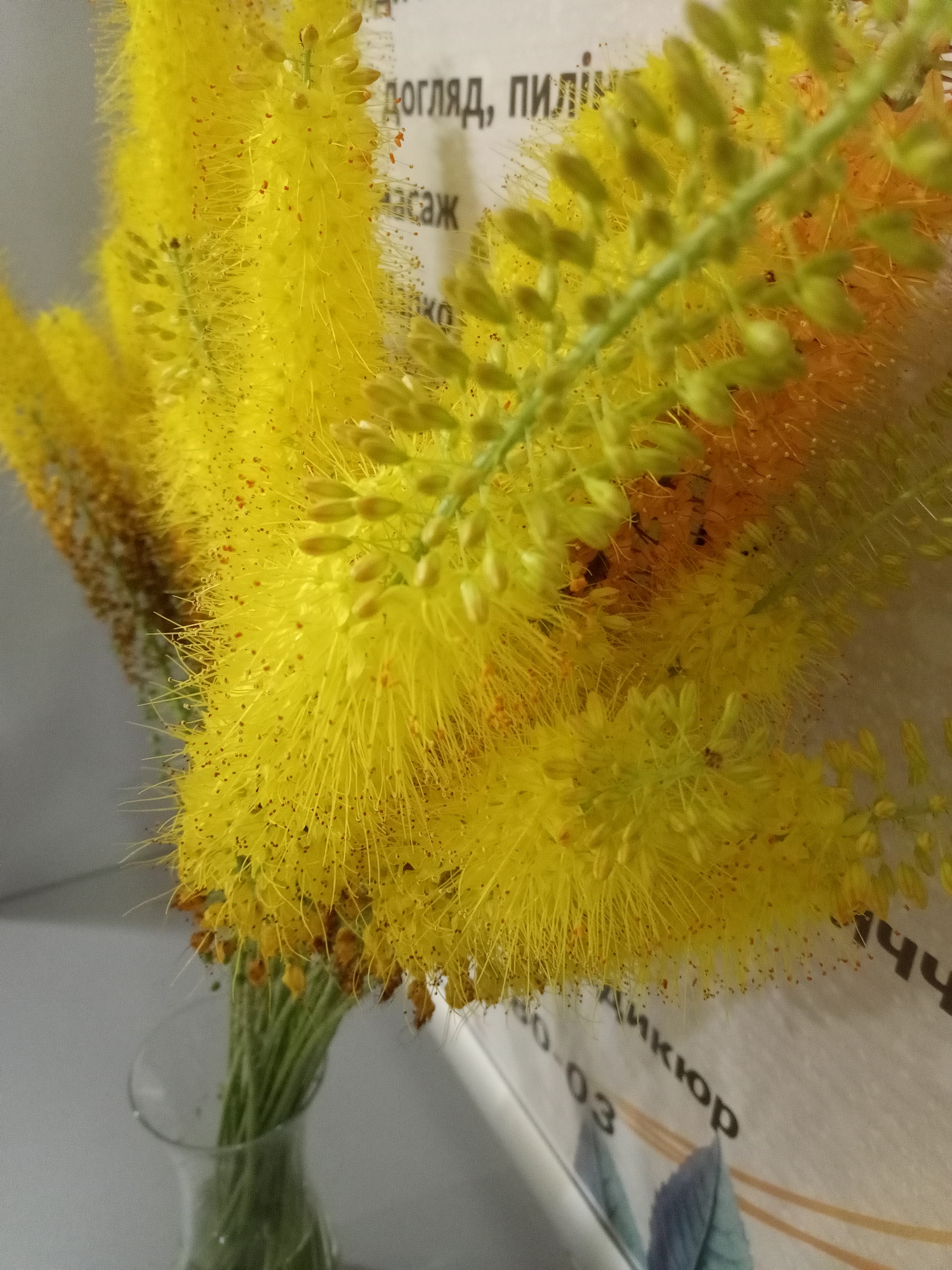 A close-up, eye-level shot focuses on a bouquet of bright yellow flowers in a clear glass vase. The flowers have a feathery, elongated appearance with small, bud-like structures and fine, hair-like filaments tipped with tiny red dots. The background is a light gray surface with text visible on a white paper, suggesting the vase and flowers are placed on a table or shelf. The text, which appears to be in Cyrillic, is partially blurred but includes characters that suggest words like "догляд" (care) and "дикюр" (manicure). The lighting is soft, with the flowers catching the light and appearing luminous. The overall impression is one of natural beauty and fragility.