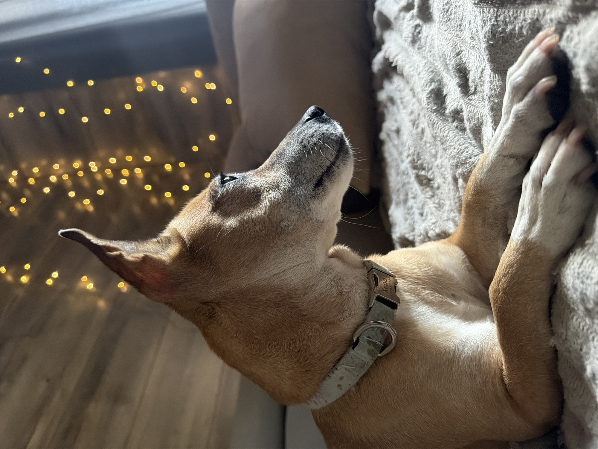 A medium shot photograph shows a tan-colored dog with white paws and chest, wearing a light-colored collar with a tag engraved with "Xepa" and a phone number. The dog is lying down on a textured, light gray blanket, with its front paws crossed. The dog's head is turned to the right, looking off into the distance. In the background, out-of-focus, are a wooden wall and a string of warm yellow fairy lights that create a bokeh effect. The lighting suggests it is either dawn or dusk, with a warm light illuminating the dog from the right. This scene is located in a residential setting in Svilengrad, Bulgaria.