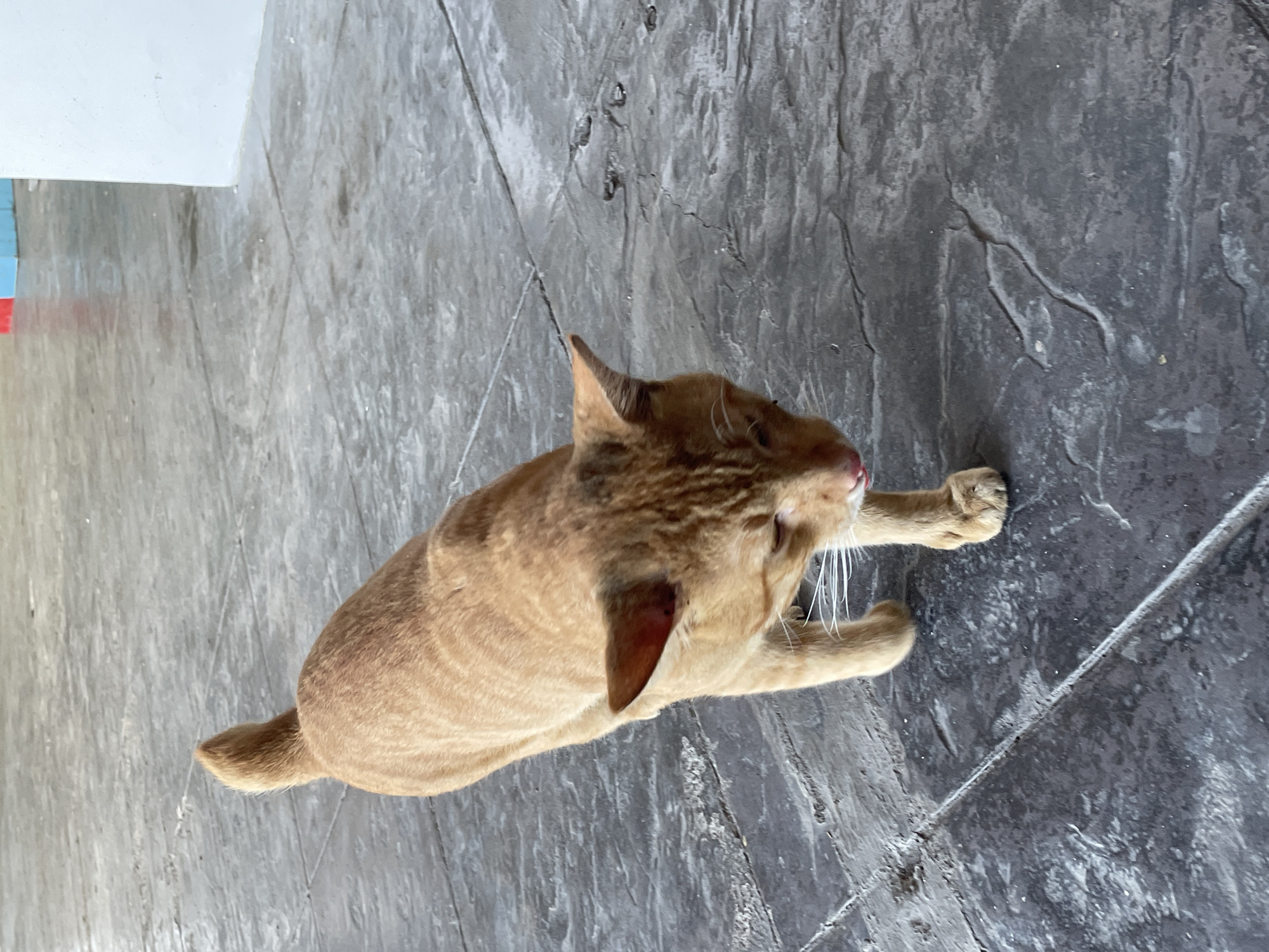 An orange tabby cat walks across a gray, textured concrete floor. The cat is positioned in the center of the frame, facing towards the lower right. Its tail is held upright and slightly curved. The floor has visible grout lines and a rough, patterned surface. In the background, a white wall is visible on the right, and colored building elements, possibly blue and red, are faintly visible in the upper background. The scene appears to be an outdoor or semi-outdoor area, such as a walkway or patio. The specific location within Davao City, Philippines cannot be determined from the visual information alone.