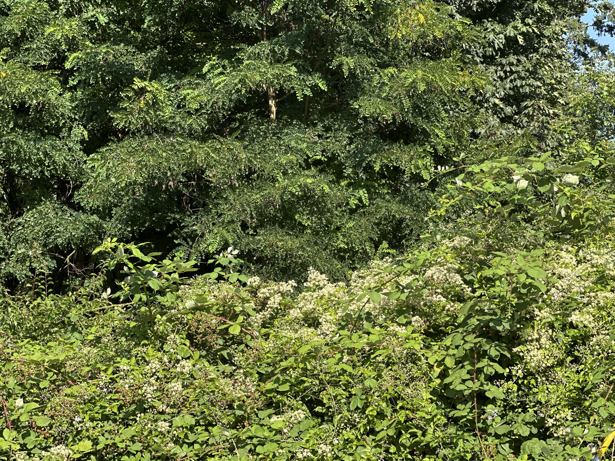 The image displays a dense wall of green foliage, characteristic of an overgrown natural area or park within Lynnwood, United States of America. The foreground is dominated by a thick growth of brambles, identifiable by their thorny stems and broad, serrated leaves. Interspersed among the brambles are clusters of small, white flowers, suggesting a late spring or early summer bloom. Some of the brambles show developing berries, with hints of red and dark purple. Behind this lower layer of vegetation, a backdrop of taller trees is visible, with dense canopies of various shades of green leaves. The lighting indicates a sunny day, with sunlight filtering through the leaves, creating dappled patterns and highlighting the vibrant greens. No people or animals are present in the scene.