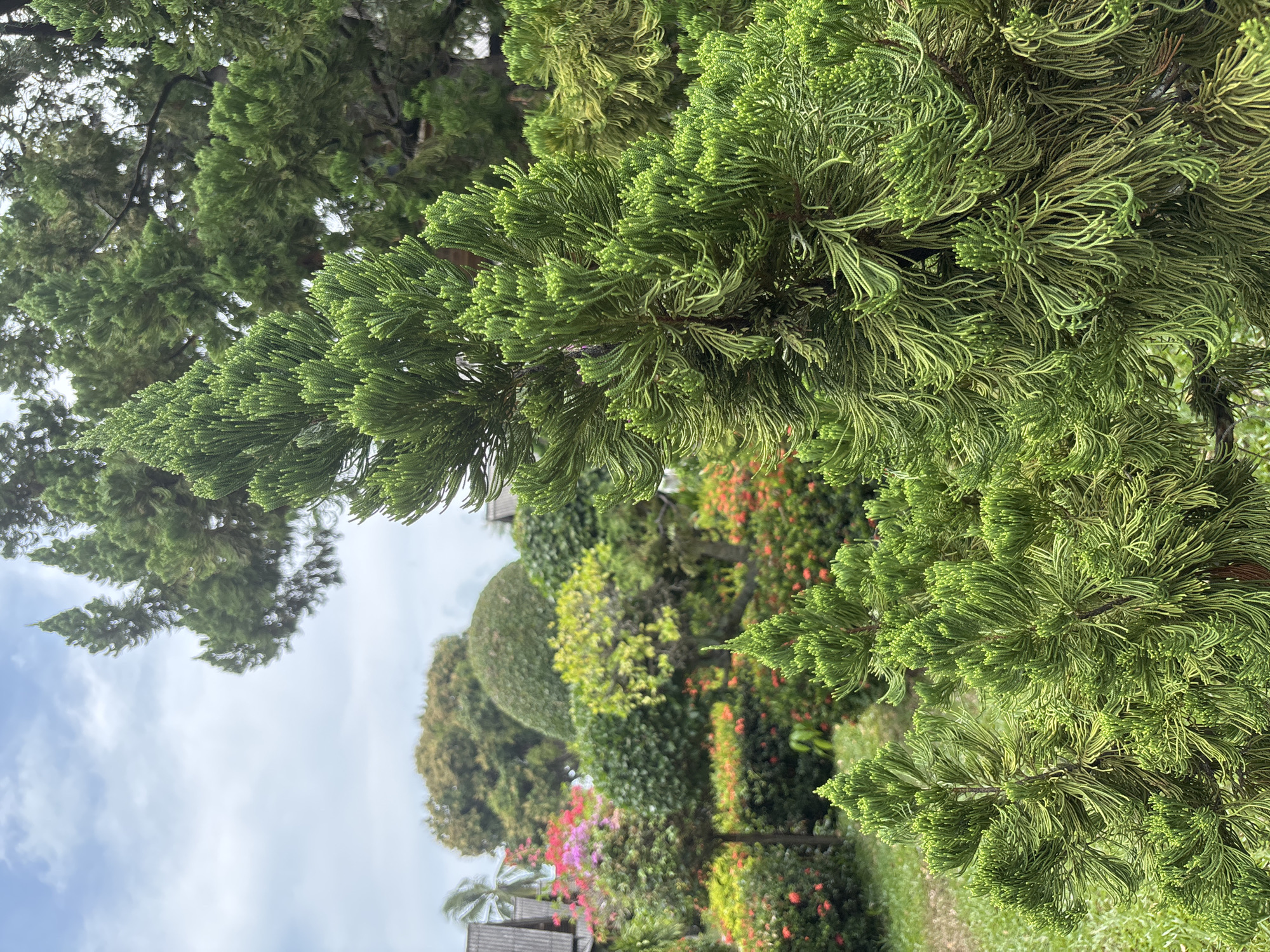 The image shows a close-up view of foliage, likely within a garden setting. The foreground features a prominent branch of a coniferous tree with bright green, needle-like leaves. The background displays a variety of plants, including bushes with red and pink flowers. Other trees, some shaped into rounded forms, are also visible. The sky is partially visible in the upper left corner, suggesting an outdoor environment. The location is Baan Tai, Thailand.
