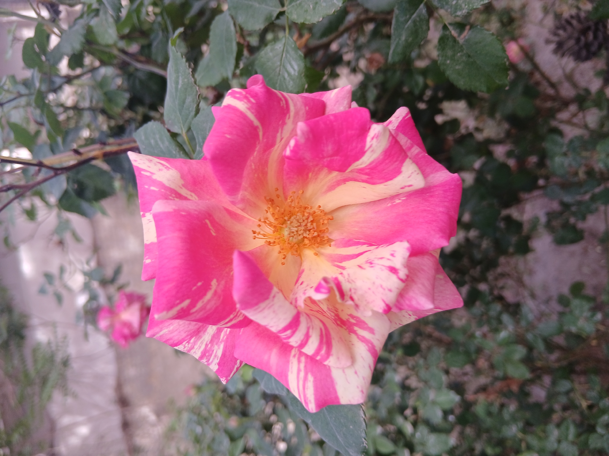 The image presents a close-up view of a vibrant, variegated rose in full bloom, dominating the center of the frame. The rose petals display a striking pattern of bright fuchsia pink and creamy white, intermingled with irregular stripes and splashes, giving it a marbled or striped appearance. At the heart of the flower, a cluster of delicate, golden-yellow stamens is clearly visible, adding a warm central detail.
The background consists of softly blurred green foliage, including leaves and branches, suggesting an outdoor garden or natural setting. Another smaller, out-of-focus pink flower can be seen in the lower left quadrant of the background.
The lighting indicates it is daytime, providing clear and natural illumination to the flower. No specific weather conditions are evident. The scene evokes a sense of natural beauty and tranquility. There is no visible text within the image. The setting for this floral display is Quetta City Tehsil, Pakistan.