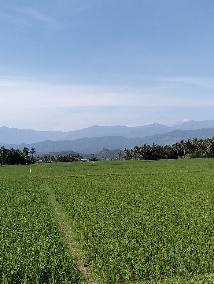 This image depicts a wide-angle view of a rural landscape in Lhokkulam, Indonesia, under clear conditions. The foreground and midground are dominated by expansive, vibrant green rice paddies, densely planted and partially submerged in water. A narrow, unpaved path or demarcation line is visible extending into the field from the lower left. Several small, white rectangular markers or flags are sparsely distributed within the rice fields in the mid-distance. The horizon features a prominent line of dark green palm trees and other foliage, indicating a treeline or settlement edge, with hints of structures visible behind them. In the background, a series of undulating mountains, rendered in varying shades of blue due to atmospheric perspective, stretch across the entire width of the frame. The sky above is a clear, light blue with minimal, wispy white cloud formations. No individuals or active subjects are present.