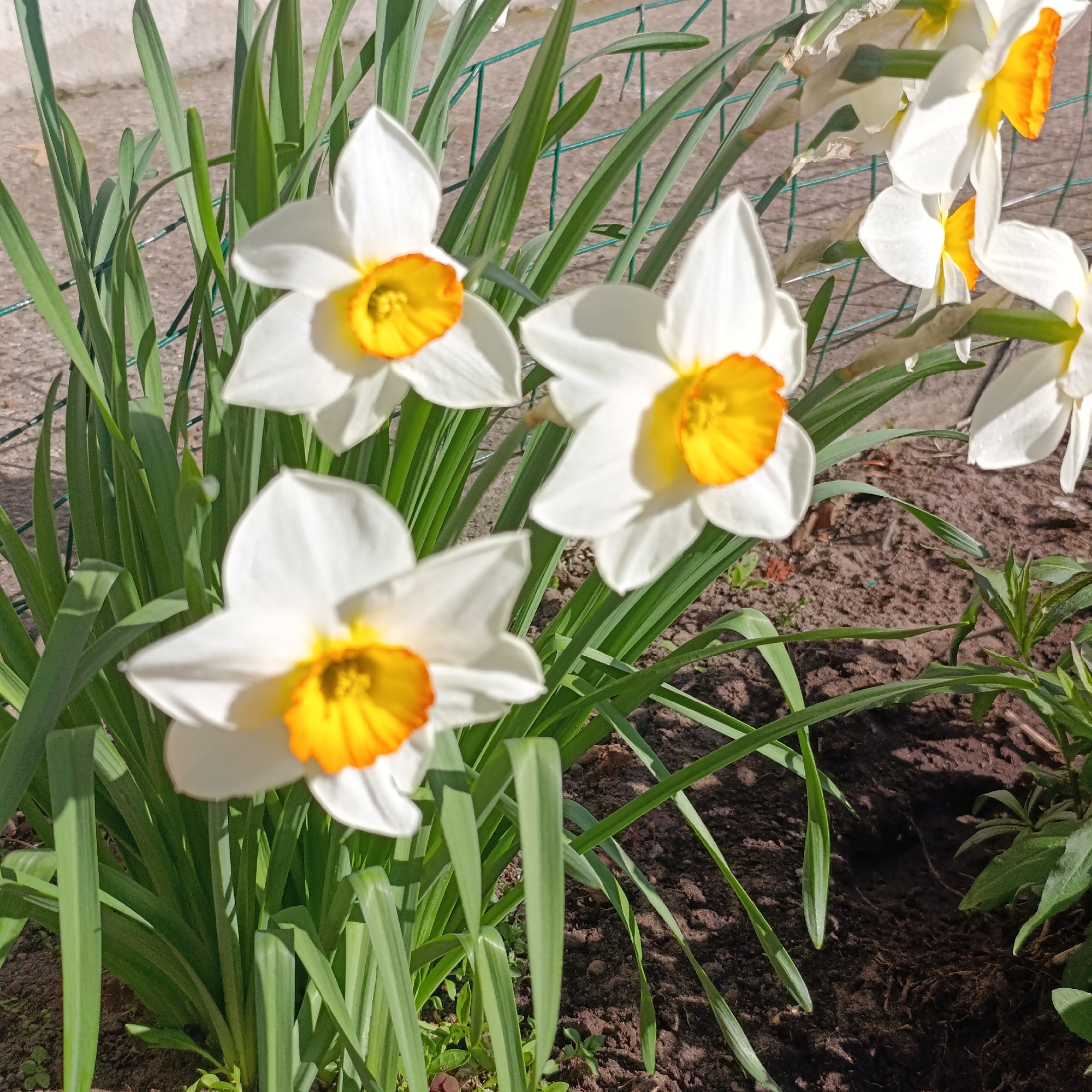 The image shows a cluster of white daffodils with bright orange centers growing in a garden in Марковский, Russia. The flowers are surrounded by green leaves. The soil in the garden is dark brown. A wire fence is faintly visible in the background.