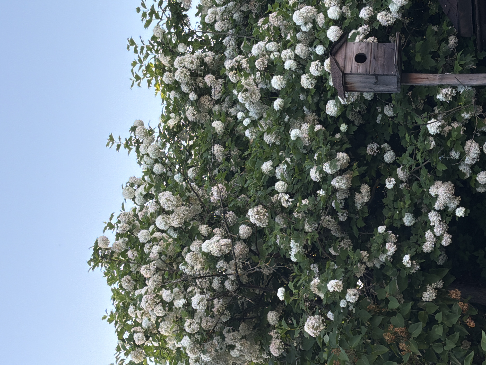 The image depicts a vibrant outdoor scene dominated by a large, profusely flowering plant against a clear, light blue sky. The plant, possibly a Snowball Viburnum, is densely covered with numerous spherical clusters of small white flowers, contrasting with its dark green foliage. The plant occupies the majority of the frame, extending from the bottom and sides upwards, with its topmost branches meeting the sky.
In the lower right section of the image, a weathered wooden birdhouse is visible. The birdhouse is constructed from dark, aged wood, featuring a rectangular body, a sloped dark roof, and a single circular entrance hole on its front panel. It is mounted on a wooden pole, the base of which is partially obscured by the plant's leaves. The birdhouse is situated amidst the dense foliage and white flower clusters of the large plant. The sky overhead is uniformly light blue, indicating fair weather conditions. No people or animals are present. The scene is illuminated by natural light, casting subtle shadows on the foliage and birdhouse. The location is in the city of Unknown, Unknown.