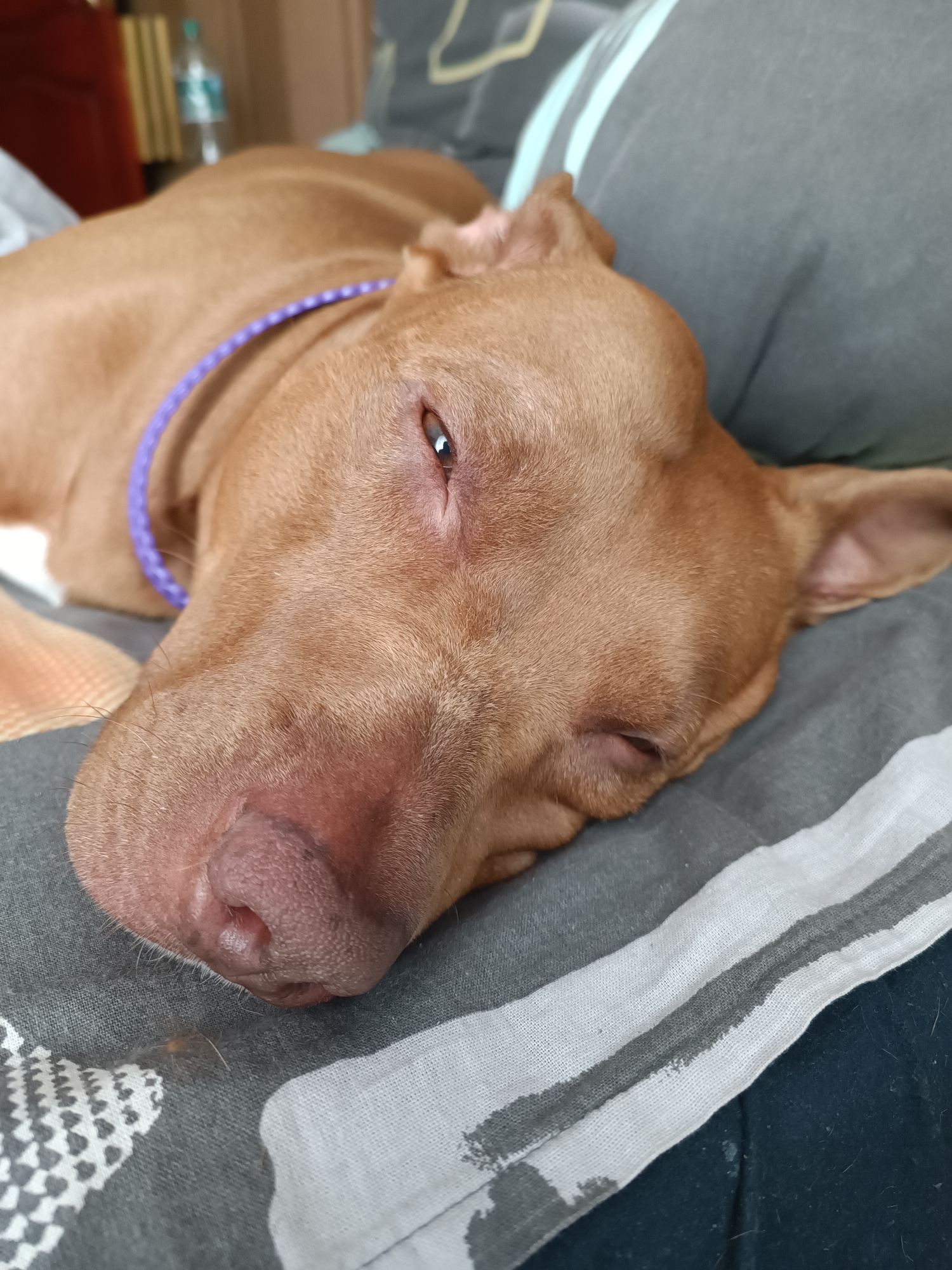 A brown dog with a purple collar is lying on a bed, its head resting on pillows and blankets. The dog's eyes are partially closed, and its mouth is slightly open. The background is blurred, but it appears to be an indoor setting, possibly a bedroom or living room. There are no people or other animals visible in the image. The location is not specified.