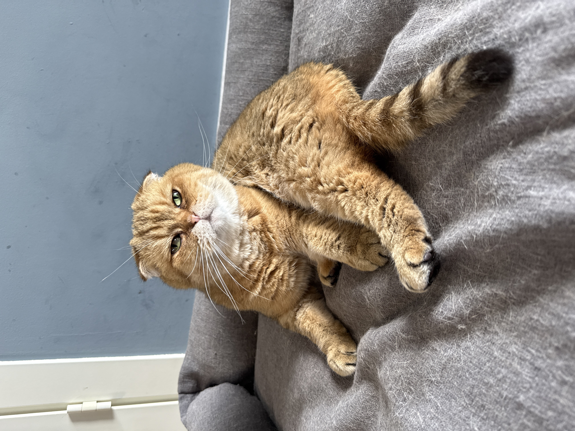 A golden-brown Scottish Fold cat with green eyes is lying on a grey pet bed. The cat is facing the camera, with its head slightly tilted to its right. Its ears are folded down, characteristic of the breed. The cat's fur is a rich golden-brown color with darker tabby markings on its tail. The pet bed is made of a soft, textured grey fabric and is placed in front of a blue wall. A white door frame is visible to the left of the frame. The overall impression is a domestic scene, likely within a home. The location of Kolyasovo, Russia is not determinable from the image.