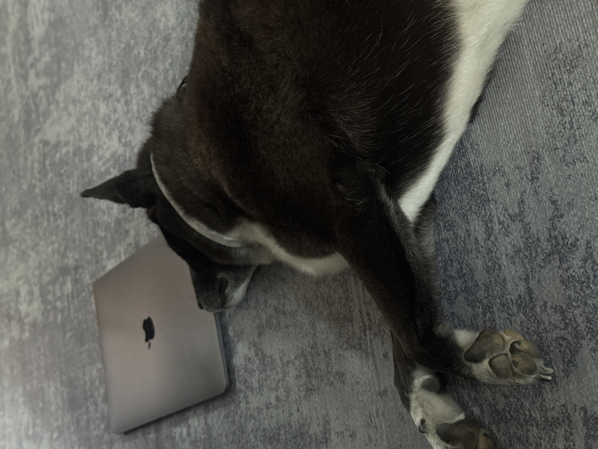 A black and white dog is sleeping on a gray textured surface next to a closed silver laptop. The dog's body is partially visible, with its head resting on the surface and its paws extended. The laptop is placed to the left of the dog, with the Apple logo visible on its lid. The environment appears to be indoors, possibly a home or an office, with a neutral color palette. No specific location in Kuta Selatan, Indonesia can be determined from the visual information provided.
