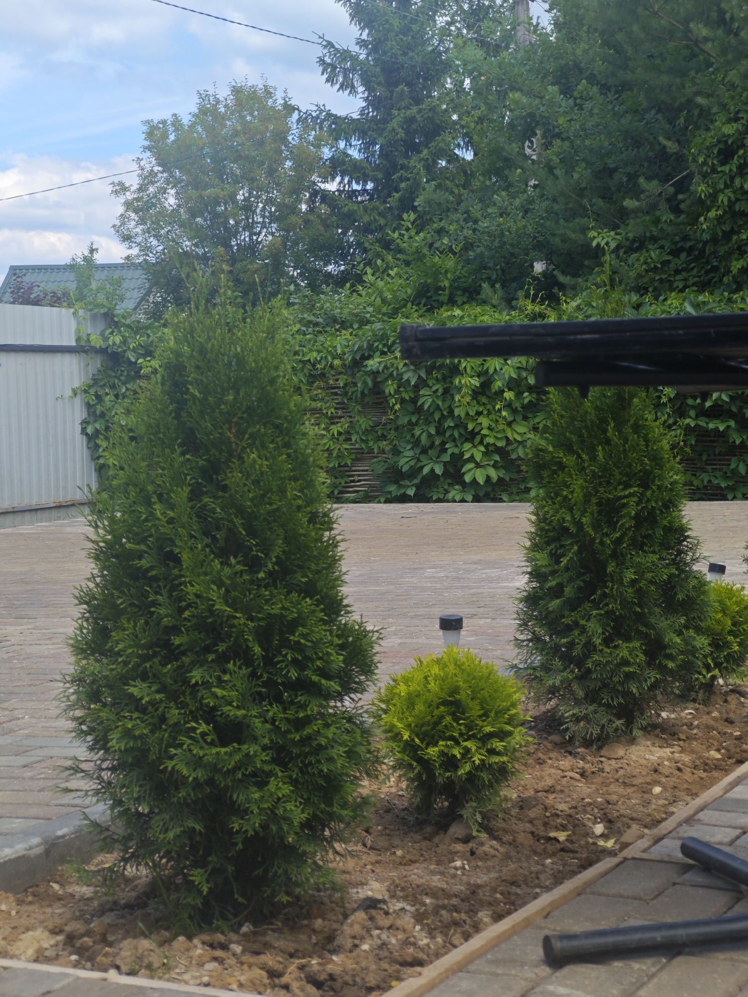 In Khlevino, Russia, a well-maintained garden area features a paved patio with interlocking brick pavers. In the foreground, several low-lying evergreen shrubs are planted in a mulched bed. Two larger evergreen trees, one on the left and one on the right, stand as focal points in the garden. Behind the trees, a fence separates the garden from a wooded area with dense foliage. The sky above is partly cloudy.