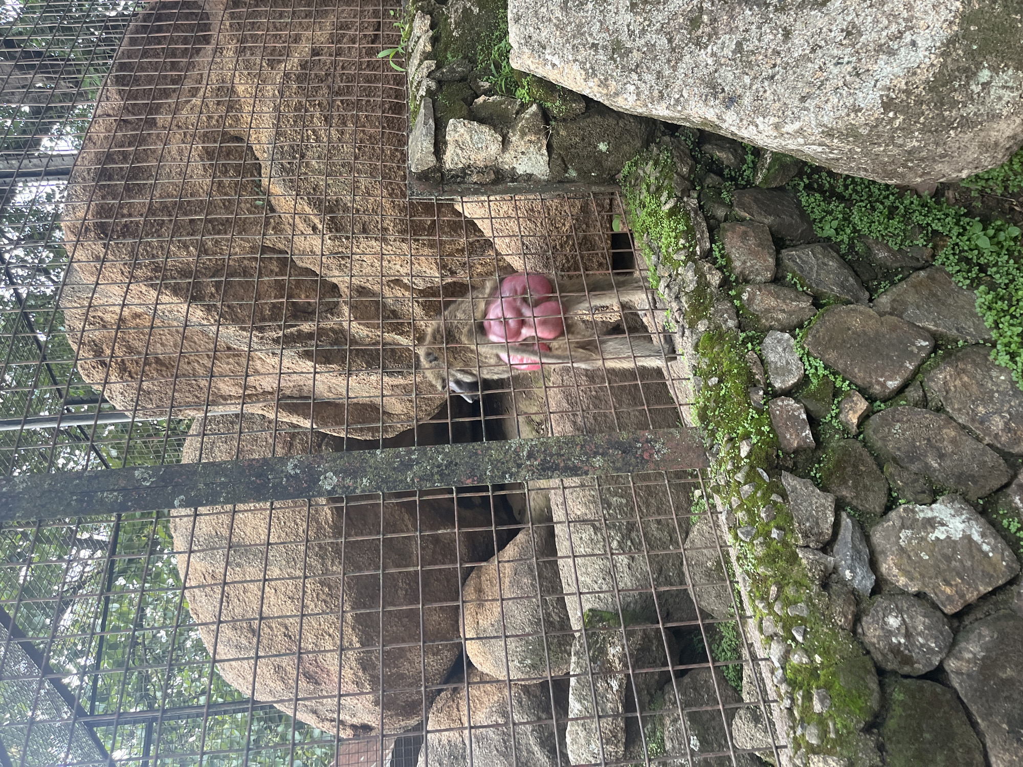 The image shows a baboon in an enclosure with a wire fence. The baboon is lying down on some rocks, and its rear end is visible. The enclosure is made of rocks and wire, and there are some trees and foliage in the background. The lighting suggests it is daytime, with overcast conditions. The baboon appears calm. The location is identified as Jos, Nigeria. There is no visible text in the image.