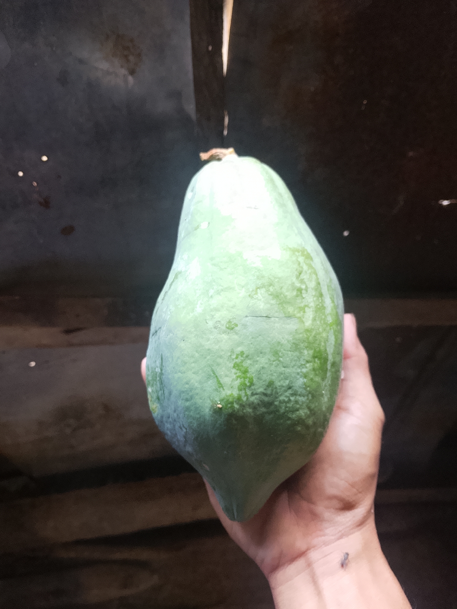 A person's hand holds a large, unripe green papaya. The papaya is smooth with slight imperfections on its surface. The background is dark and appears to be an outdoor or partially enclosed space with a corrugated metal roof and wooden elements. The image is likely taken in Tanggungan, Indonesia.