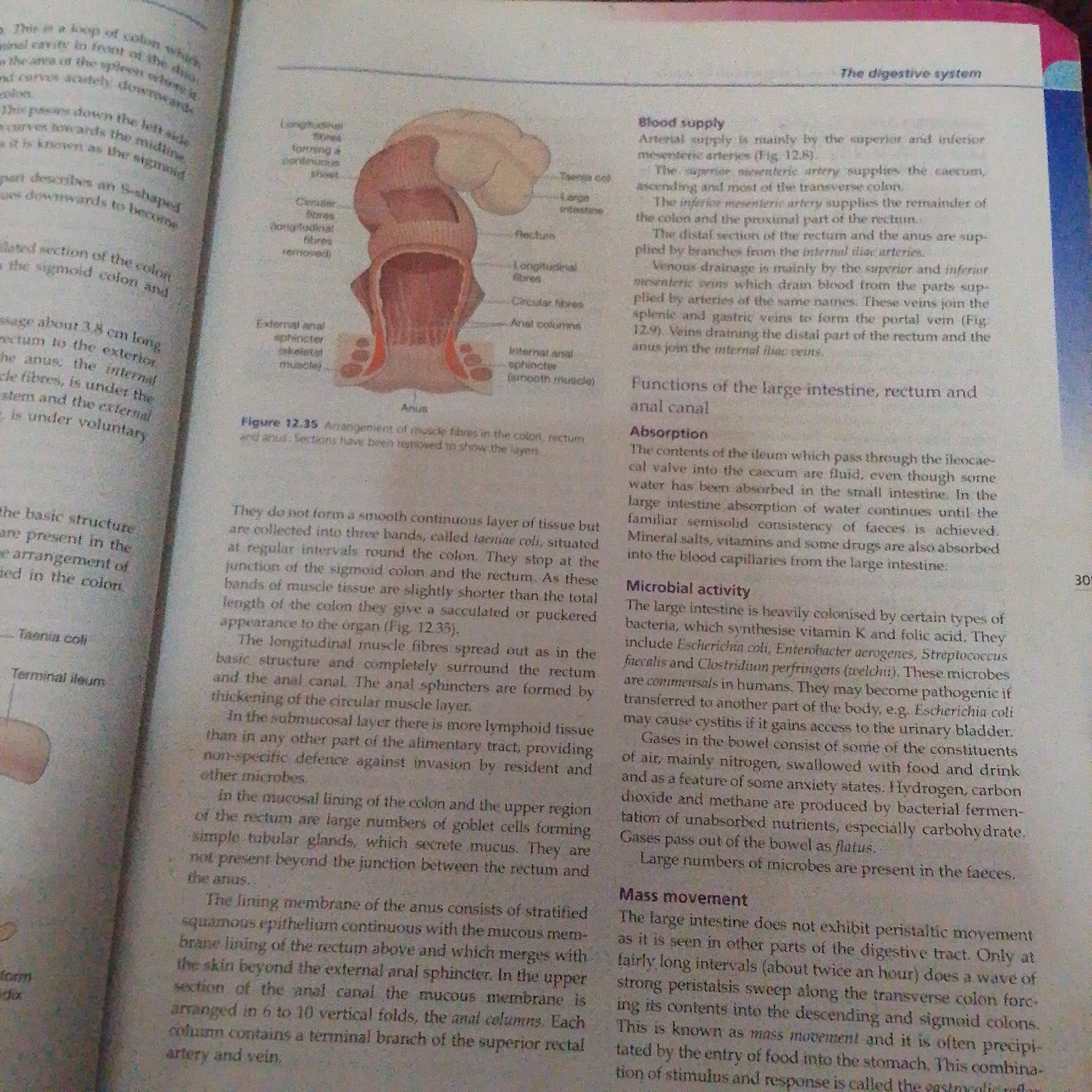 The image is a photograph of an open book, showing two pages of text and an anatomical illustration. The text discusses the digestive system, specifically focusing on the large intestine, rectum, and anal canal. Topics covered include blood supply, absorption, microbial activity, and mass movement within these organs. The illustration depicts a cross-section of the lower digestive tract, labeling various parts such as the anus, rectum, longitudinal and circular muscle fibers, and anal columns. Visible text includes chapter titles like "The digestive system" and "Functions of the large intestine, rectum and anal canal," as well as figure captions and specific anatomical terms. The book appears to be a biology or anatomy textbook, likely used for educational purposes. There are no people, specific locations in Jalingo, Nigeria, or any indication of time of day or weather.