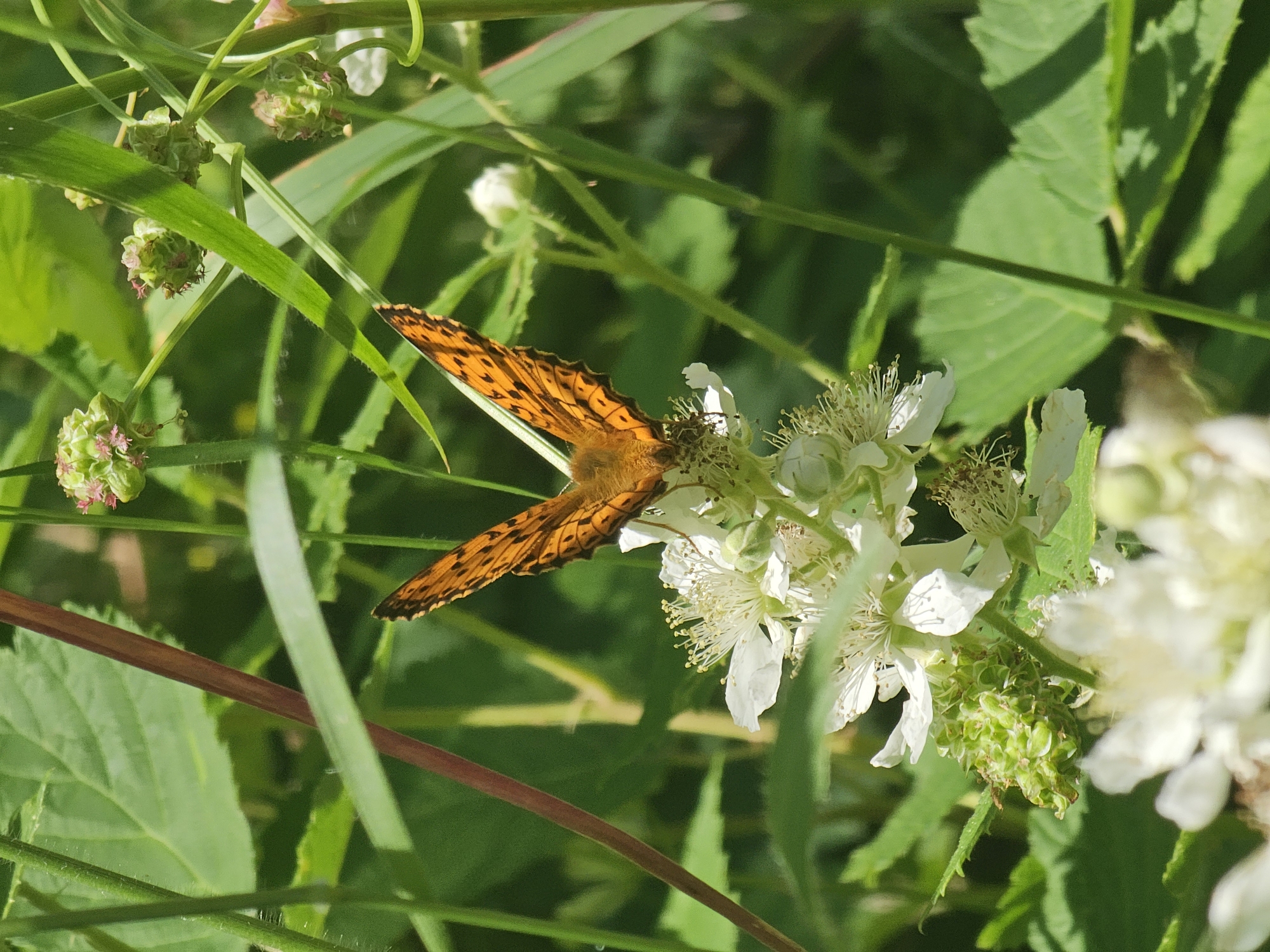 An orange butterfly with black markings is perched on a cluster of white flowers. The butterfly's wings are spread open, revealing intricate patterns. The flowers have delicate petals and numerous stamens. Surrounding the flowers is lush green foliage, including tall grasses and leaves. The scene is set in a natural, outdoor environment, likely a meadow or garden, in Tazha, Bulgaria. The lighting suggests a sunny day, with the sunlight illuminating the butterfly and flowers. There are no people visible in the image.