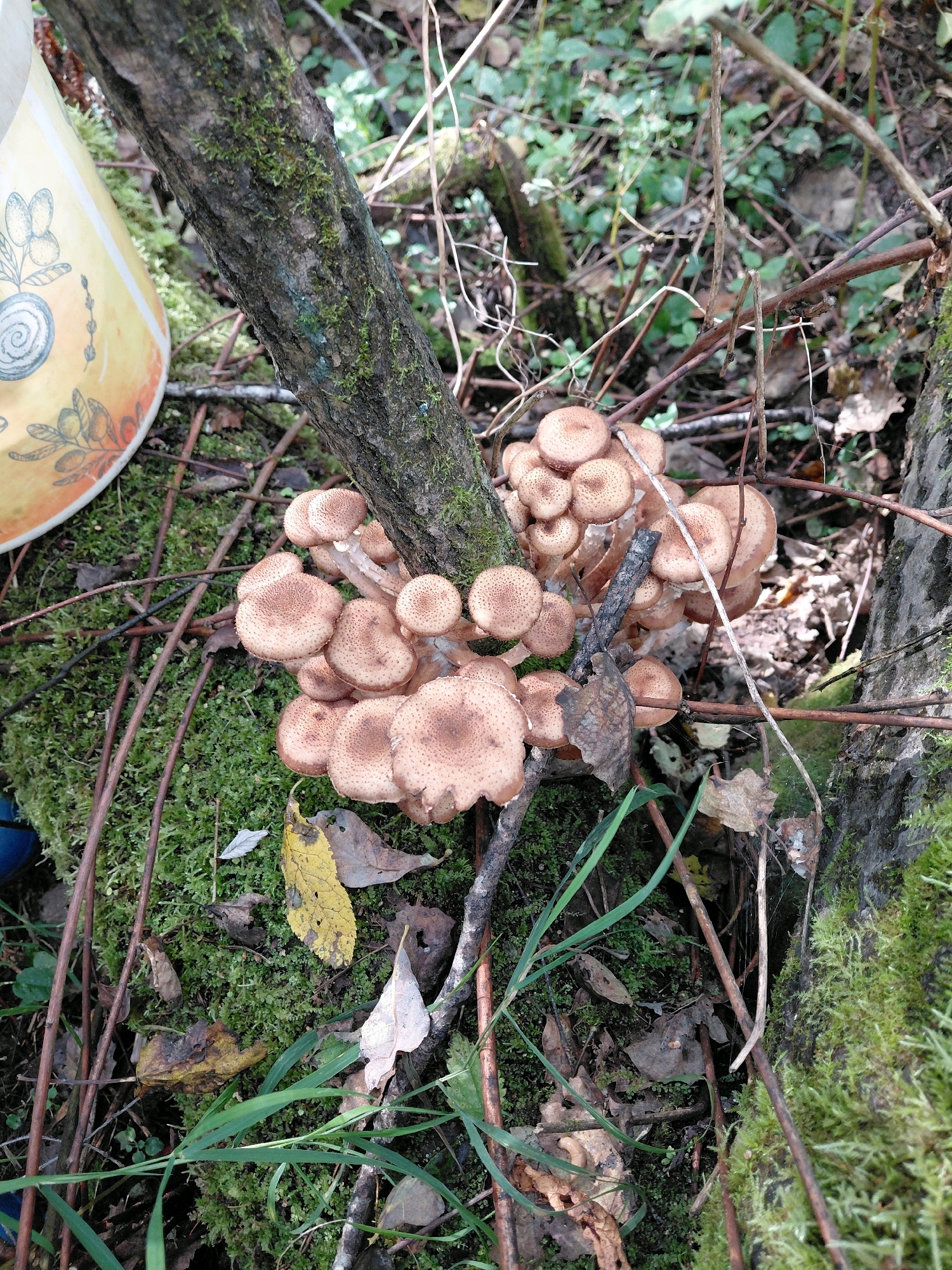 A cluster of honey mushrooms (Armillaria mellea) grows in a clump on the moss-covered base of a tree. The mushrooms have light brown caps with small dark spots and thick white stems. The surrounding environment is a forest floor with fallen leaves, twigs, and green moss. In the upper left corner, a portion of a yellow ceramic pot with an etched floral design is visible. The scene is set in a wooded area, suggesting an outdoor environment. The specific location is Nikolaevka, Russia. There are no people or animals visible in the image.