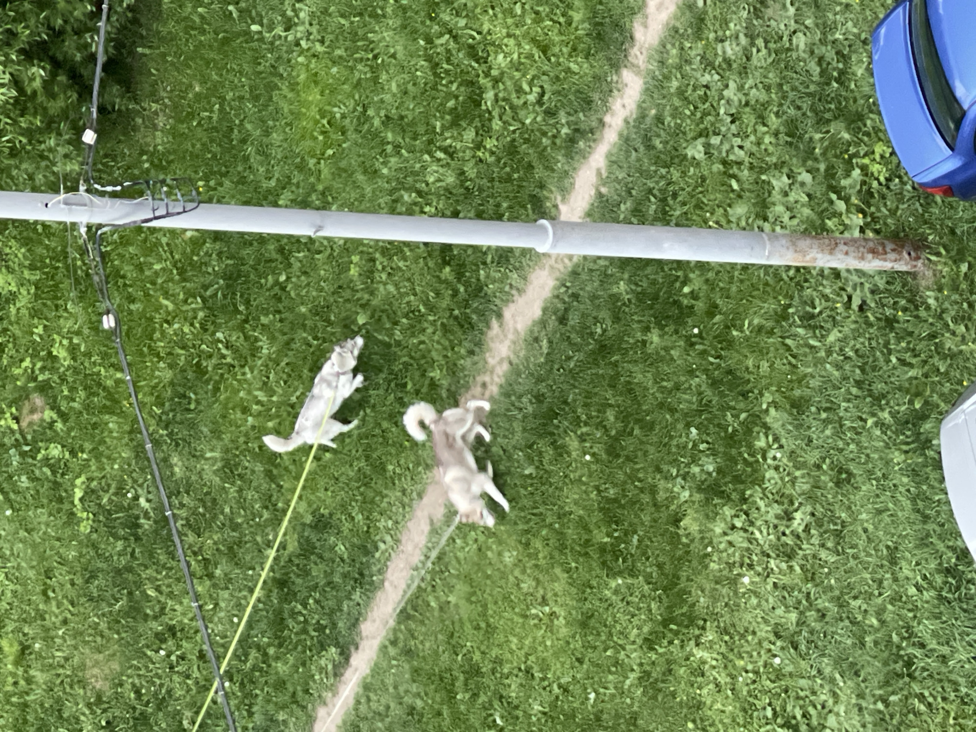 Aerial view of a grassy area with a white line running through it, suggestive of a sports field. Two husky dogs are present: one lying down and another appearing to be running or jumping. A gray pole is visible extending horizontally across the frame, with electrical wires attached to one end. Part of a blue car and a white car are visible on the edges of the frame. The location of the image is not identifiable as Moscow, Russia.