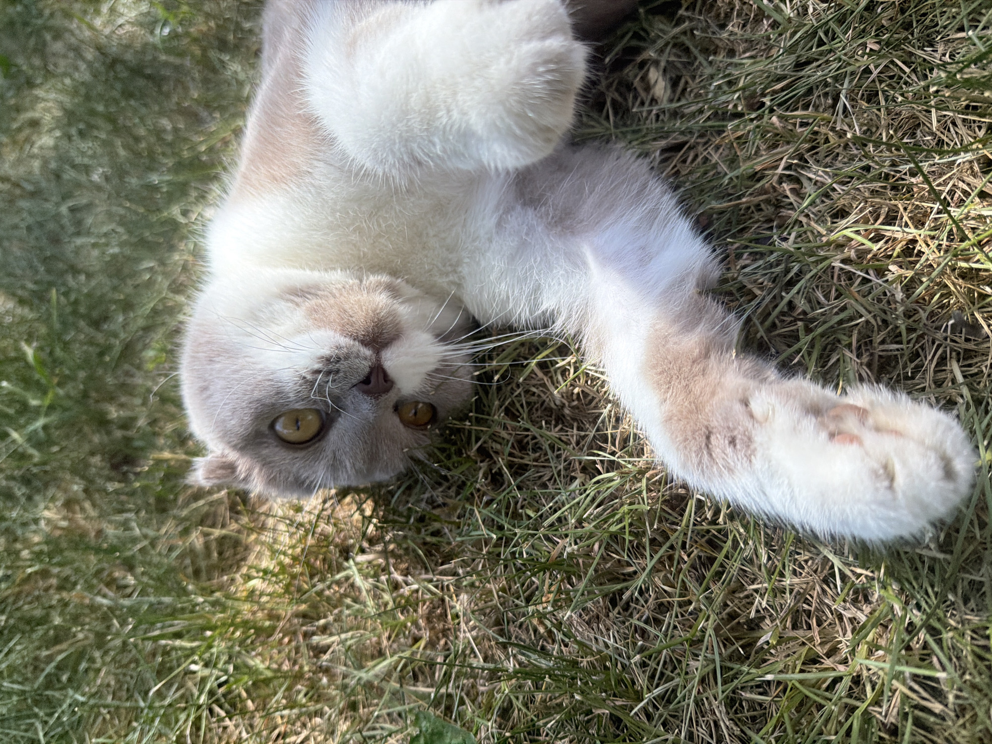 A dilute tortoiseshell Scottish Fold cat is lying on its back in a patch of dry grass under bright sunlight. The cat's eyes are wide open, revealing a yellowish-green iris. Its ears are folded inwards, characteristic of the breed. The cat's fur is a mix of cream and light brown patches. One of its front paws is extended upwards, showing its paw pads. The background consists of more dry grass, with dappled sunlight creating shadows. The scene appears to be outdoors in a grassy area. The location is Uhornyky, Ukraine.